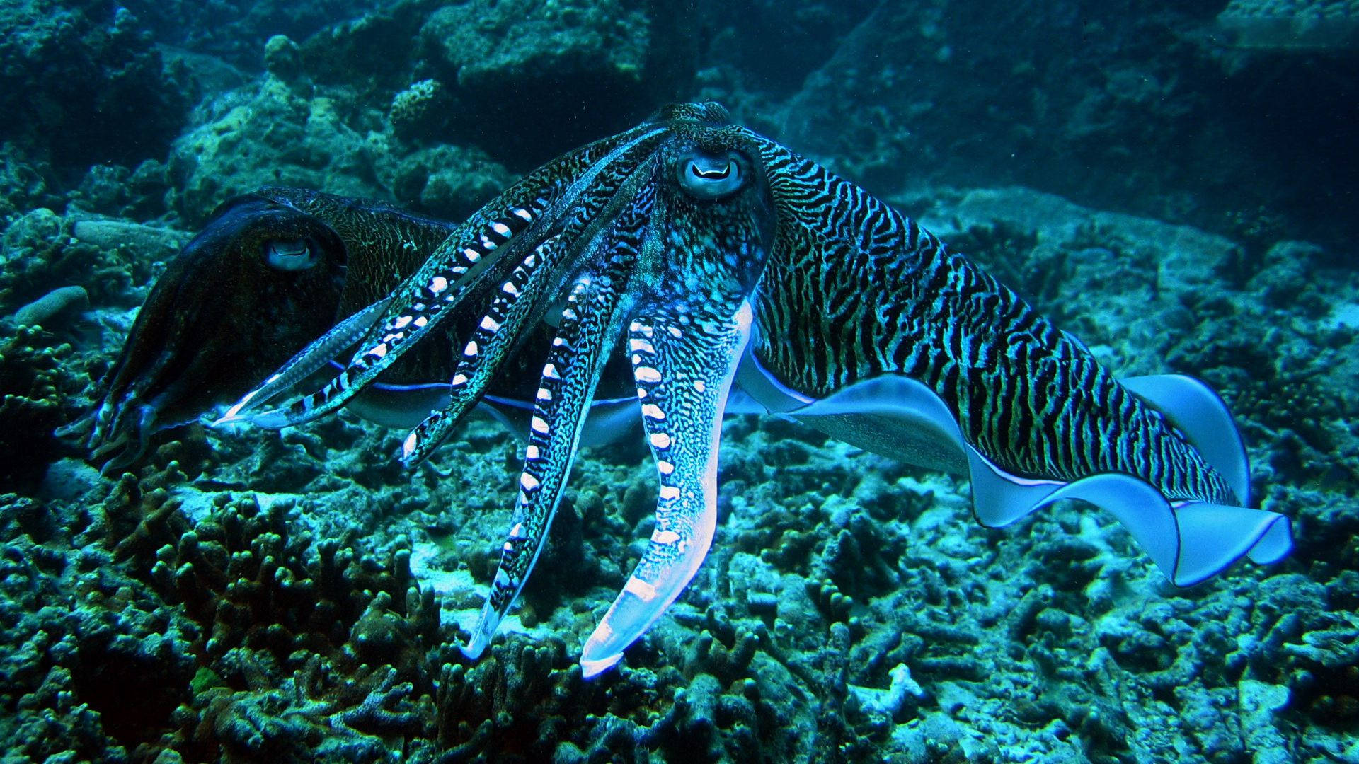 深海章魚 壁紙 — 一條色彩鮮豔的墨魚，帶有複雜的藍白圖案，在清澈的碧綠海水中優雅地滑過珊瑚礁。