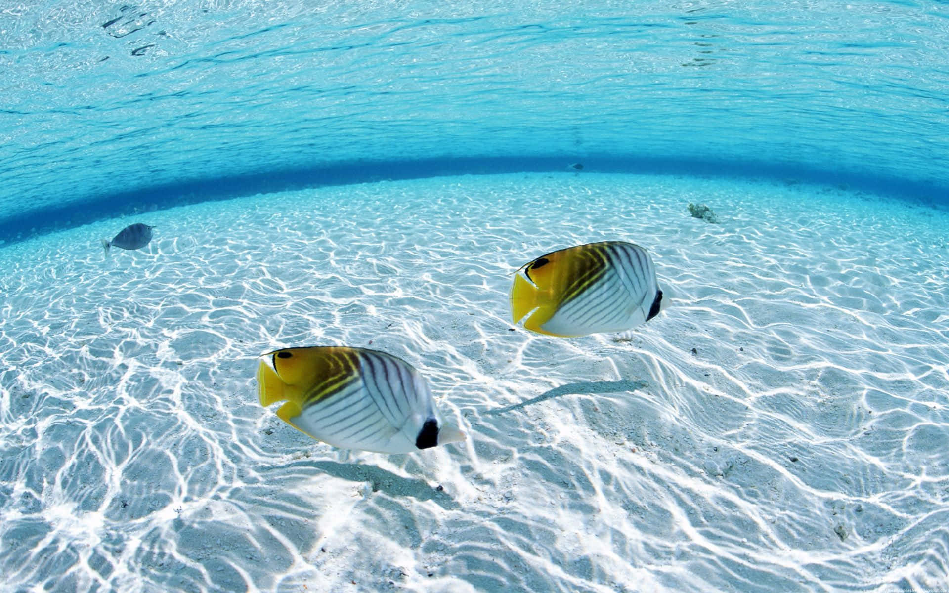 兩條色彩繽紛的蝴蝶魚在沙質海床上游動，陽光透過海水照射下來。