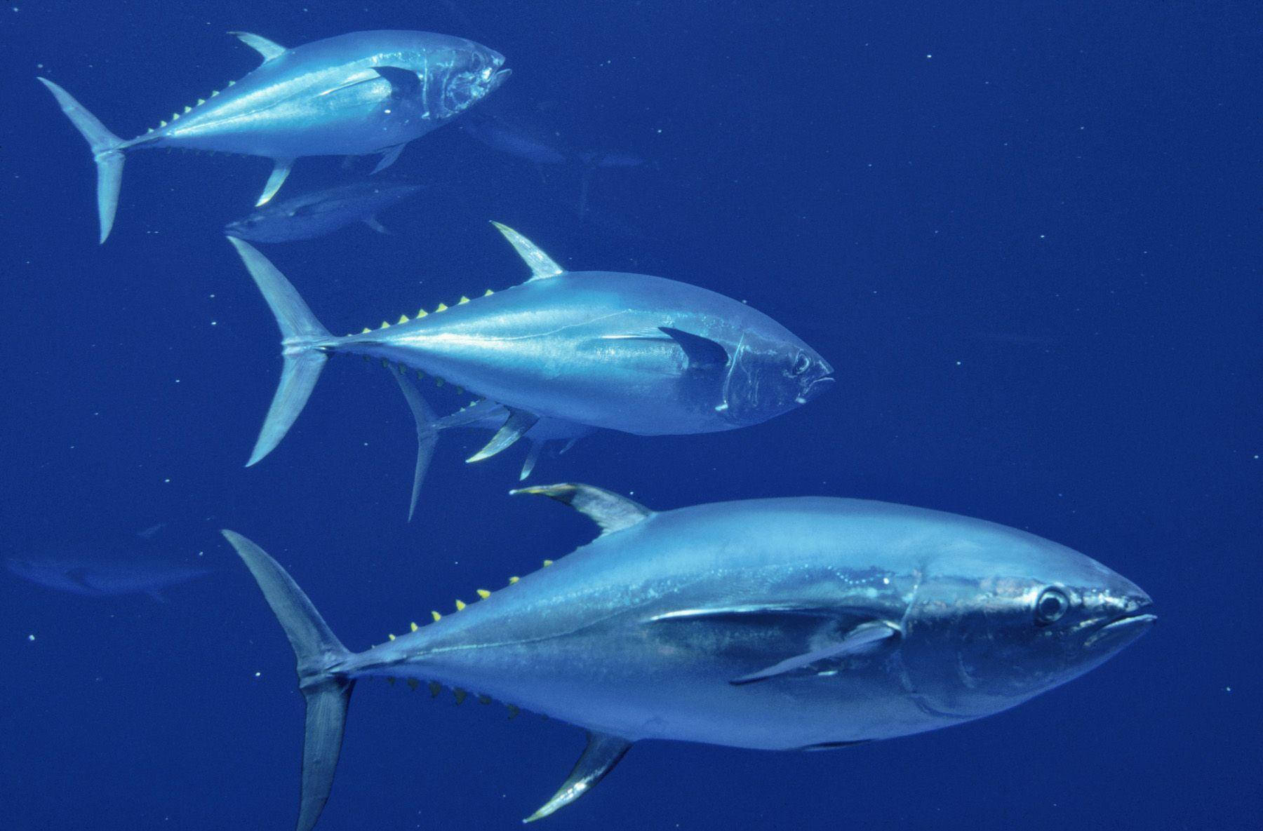 深海鰺魚 壁紙 — 三條流線型的藍鰭吞拿魚在深海中滑行，黃色魚鰭和銀色鱗片捕捉光線。