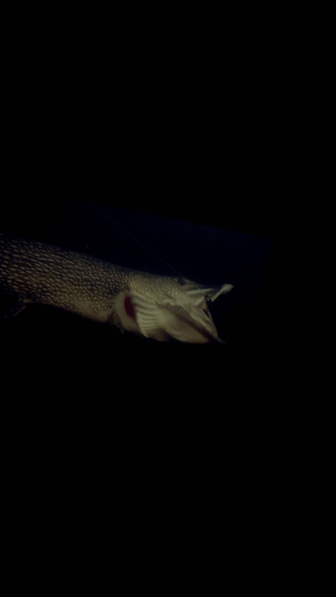 在黑暗水中張開嘴的梭子魚