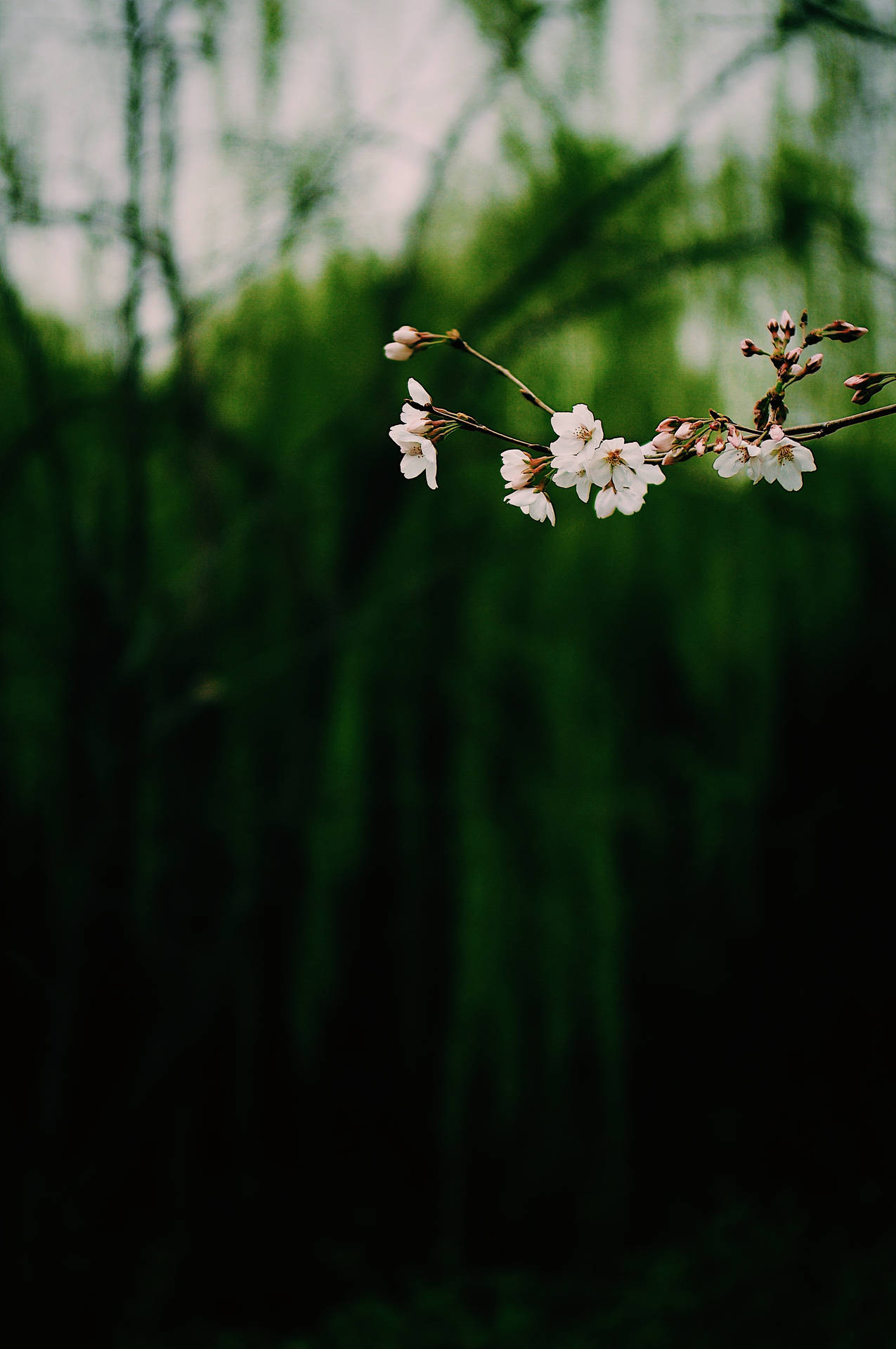 枝條上的白櫻花，帶有模糊的綠色柳葉背景 — 深色花卉 壁紙