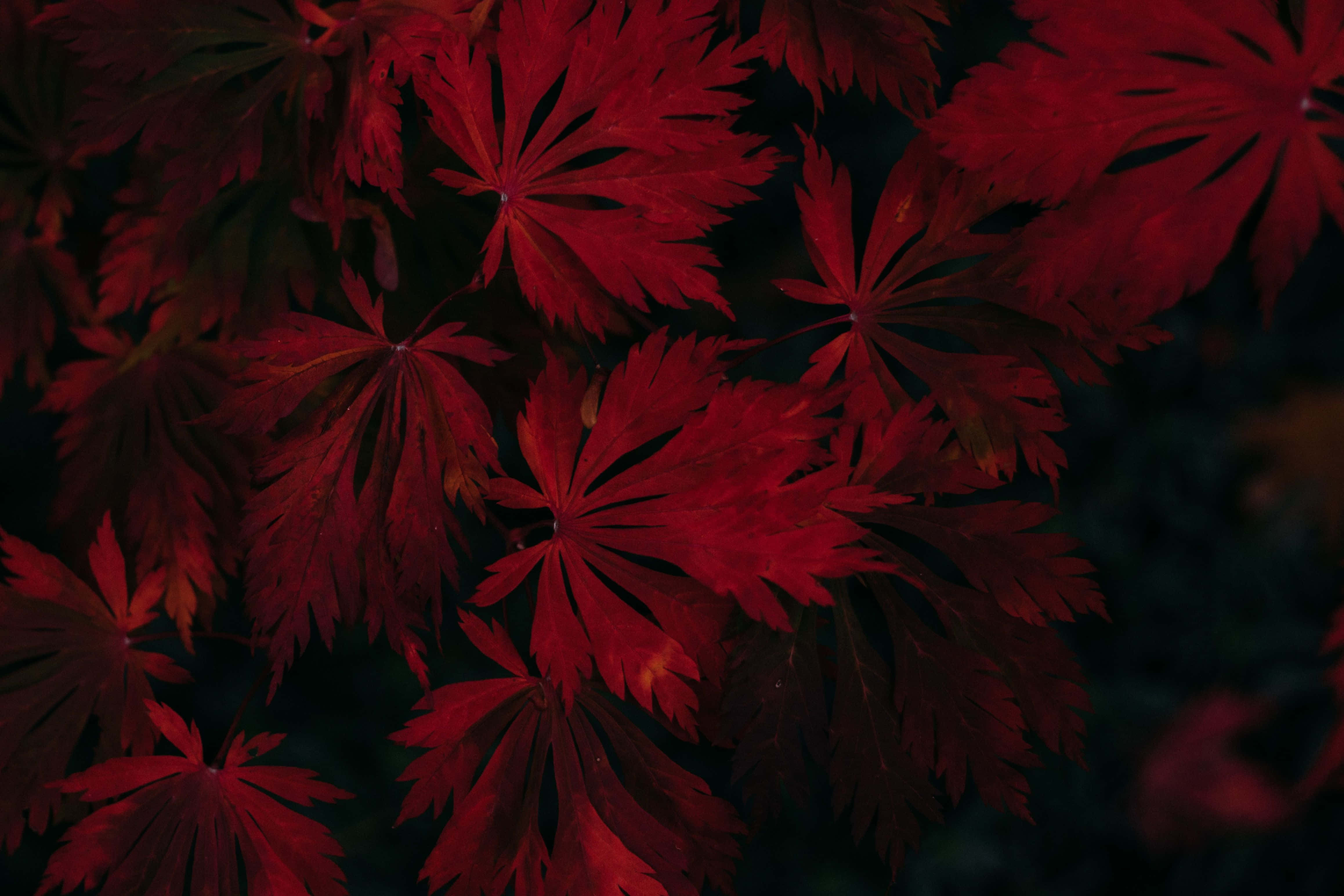 深秋紅葉平鋪拍攝 壁紙 — 鮮豔的紅色楓葉帶有複雜的葉脈，在特寫鏡頭中於深色背景下發光。