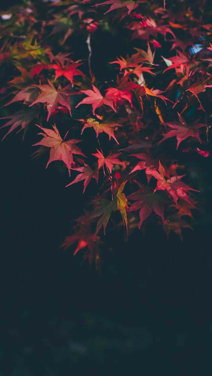秋季紅色楓葉在深色背景下閃耀的特寫。