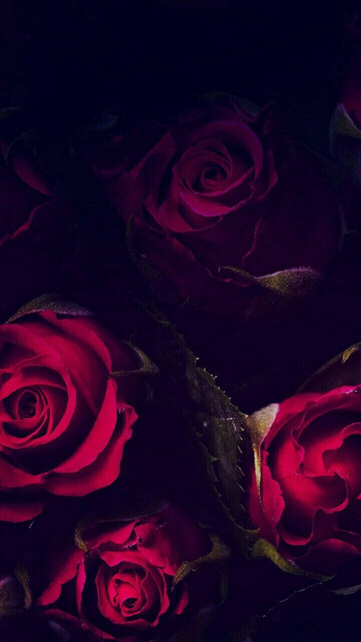 深紅玫瑰 iPhone 壁紙 — 深紅玫瑰在陰影黑暗中綻放，戲劇性的燈光突顯其天鵝絨般的花瓣和帶刺的莖。