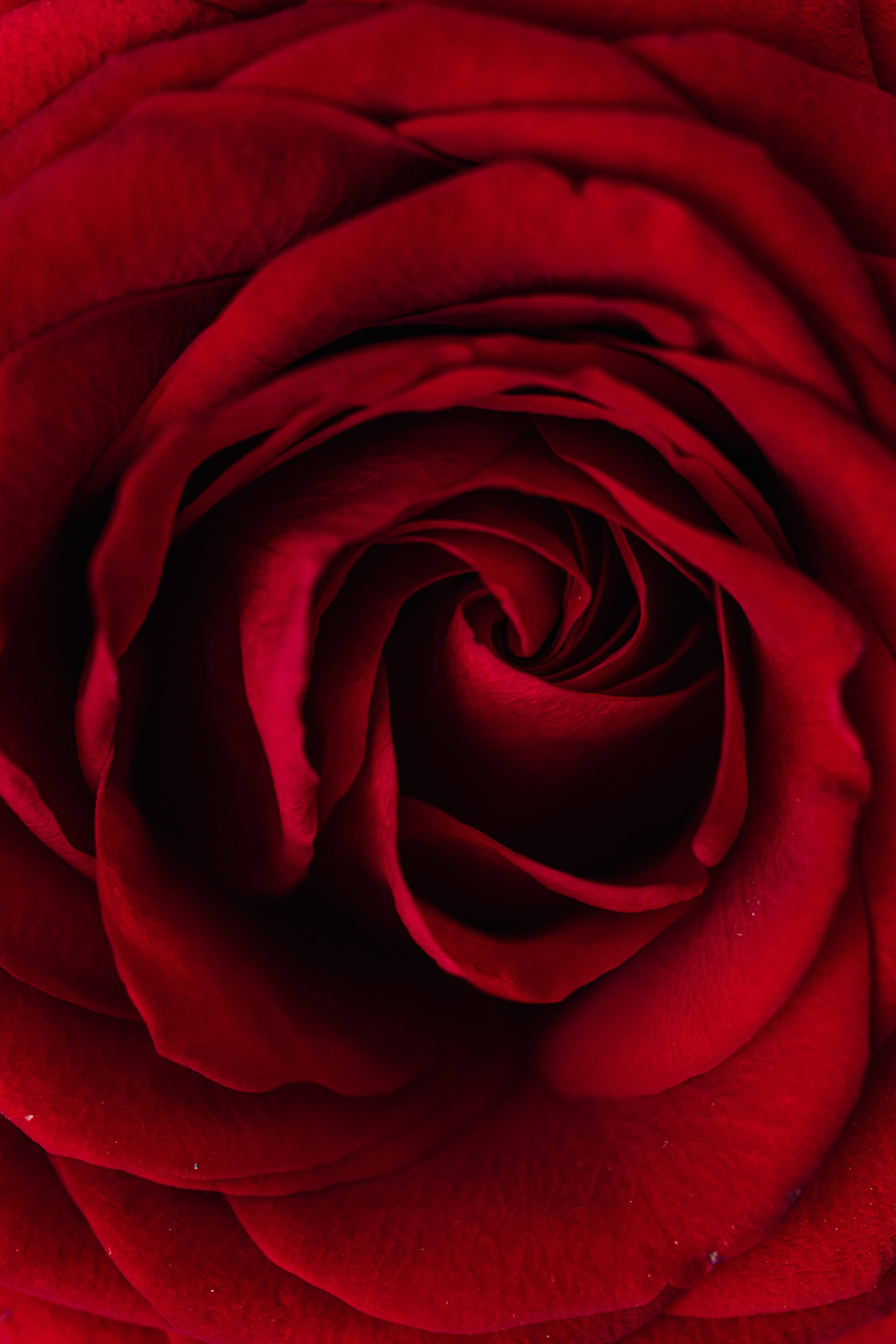 Roses 桌布 壁紙 — 深紅玫瑰嘅特寫，花瓣如天鵝絨般柔軟，向內螺旋盤繞，層次豐富細緻。