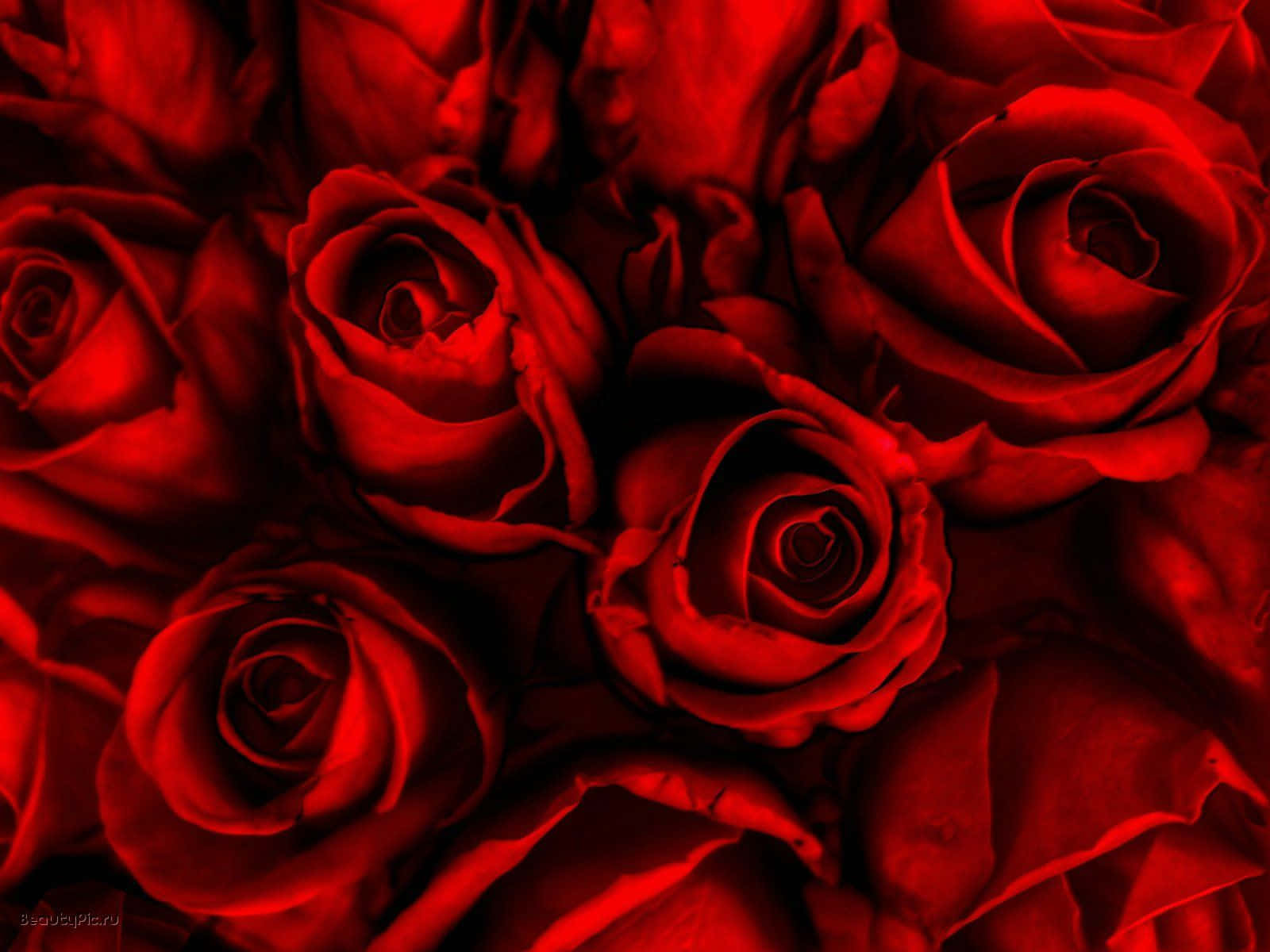 Red Rose 桌布 壁紙 — 深紅玫瑰的特寫，帶有天鵝絨般的花瓣和戲劇性的陰影，營造出濃郁的浪漫氛圍。