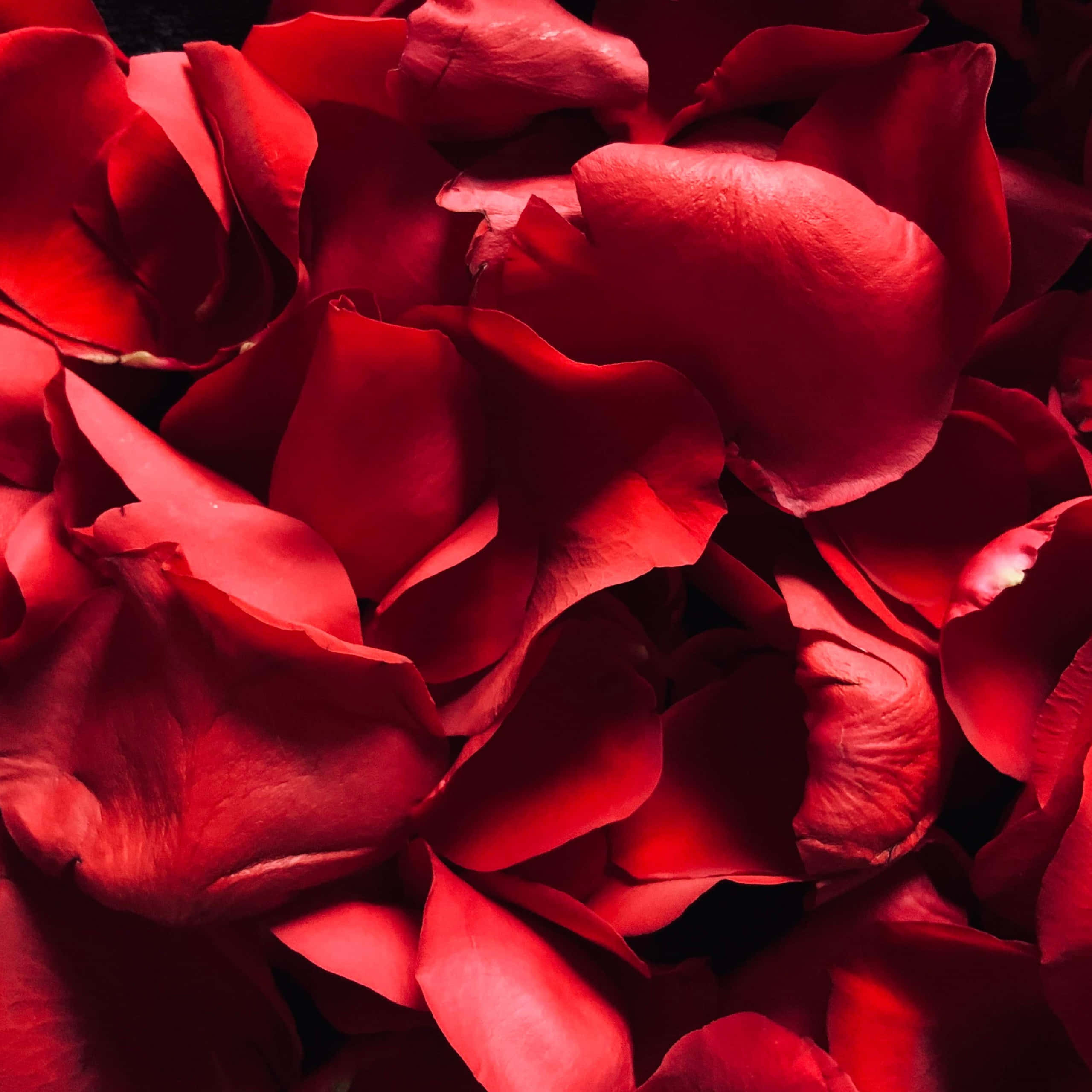 紅玫瑰 桌布 壁紙 — 深紅色玫瑰花瓣的特寫，戲劇性的燈光和深邃陰影營造出奢華質感。