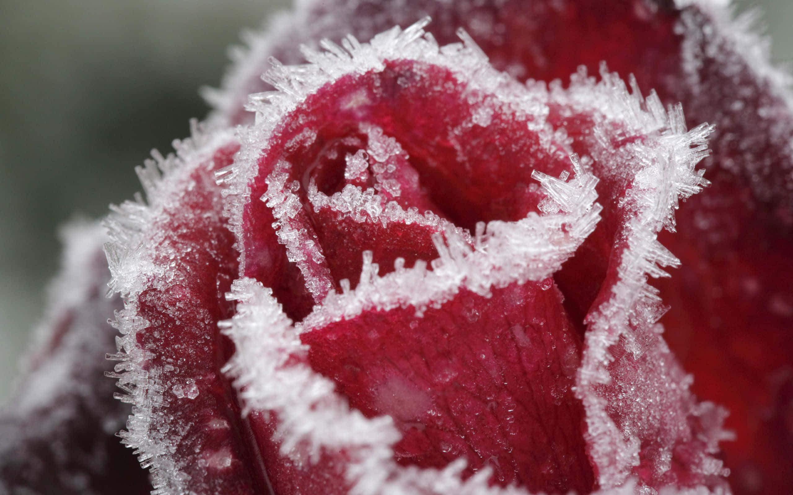 Winter Flowers 桌布 壁紙 — 深紅色玫瑰花瓣的特寫，邊緣精緻地點綴著複雜的白色霜晶，背景柔和模糊。