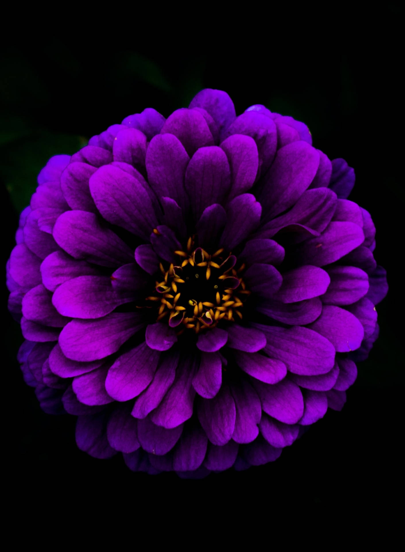 鮮豔的紫色百日菊，金色花心，黑色背景