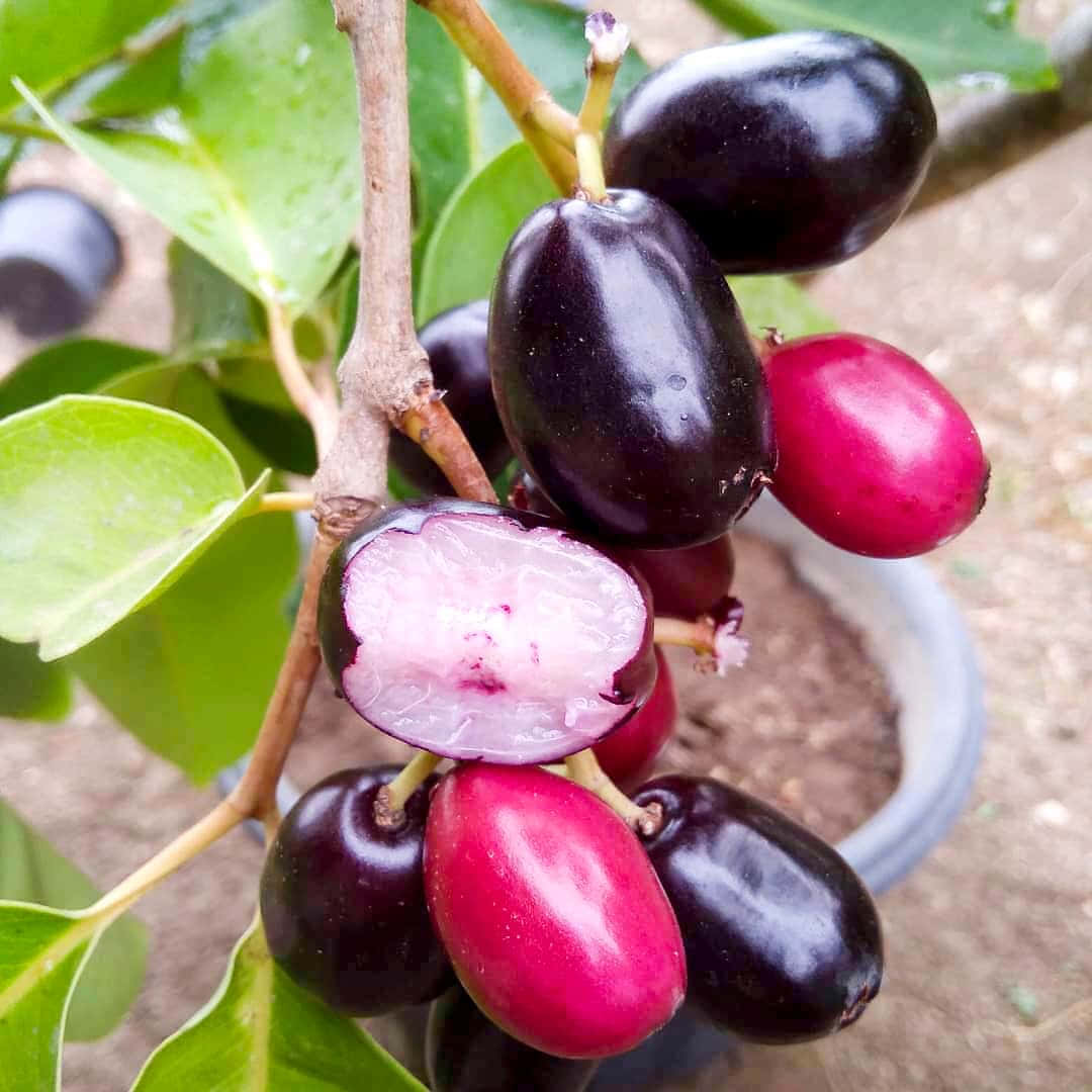 深紫色與酒紅色的 Java 梅 壁紙 — 特寫鏡頭：閃亮紫色和粉紅色 jabuticaba 果實生長在帶有綠葉的樹枝上。