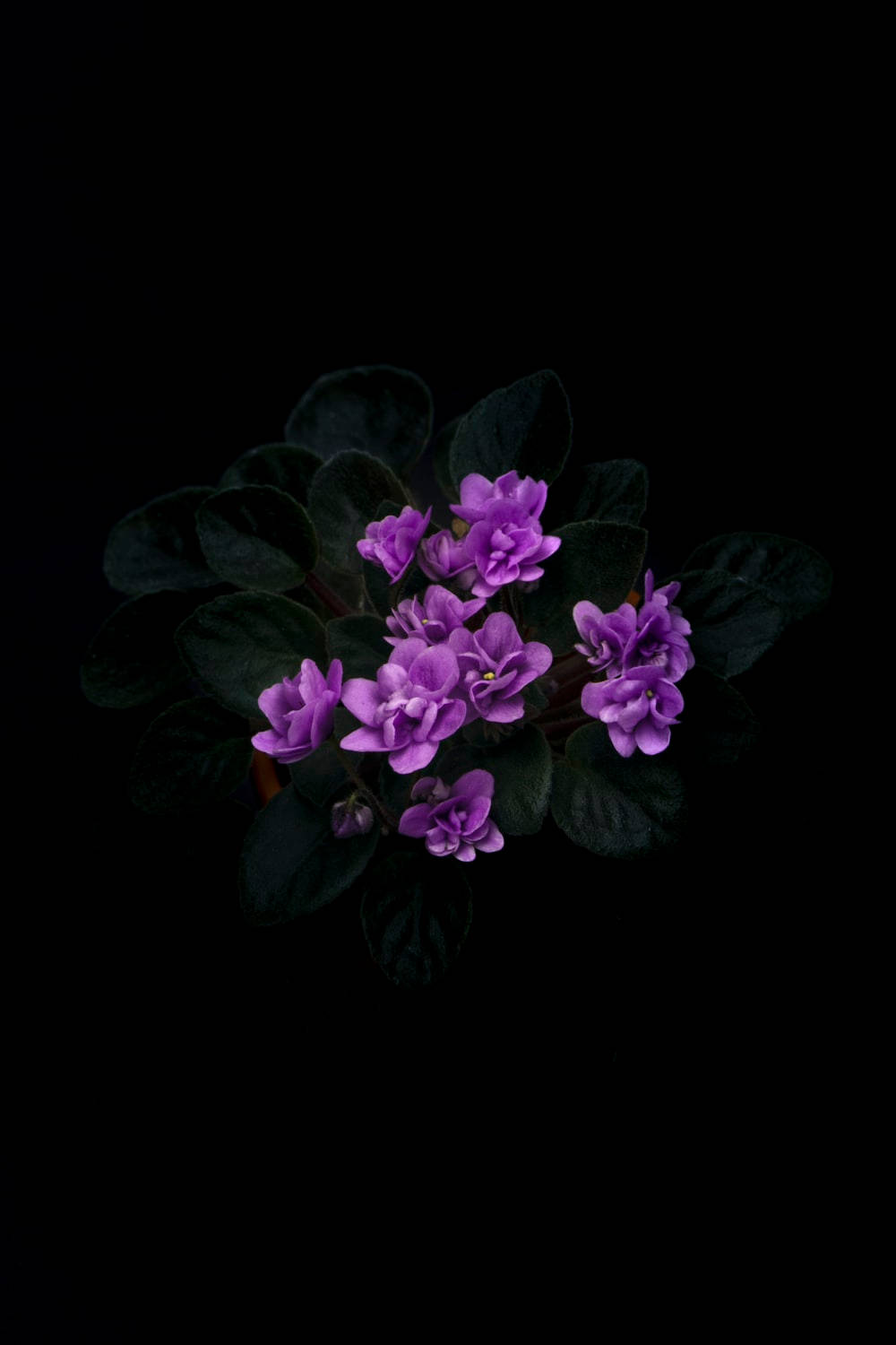 深紫色花卉與葉片 壁紙 — 鮮豔的紫色非洲紫羅蘭花朵在純黑背景上綻放，搭配深綠色葉片。