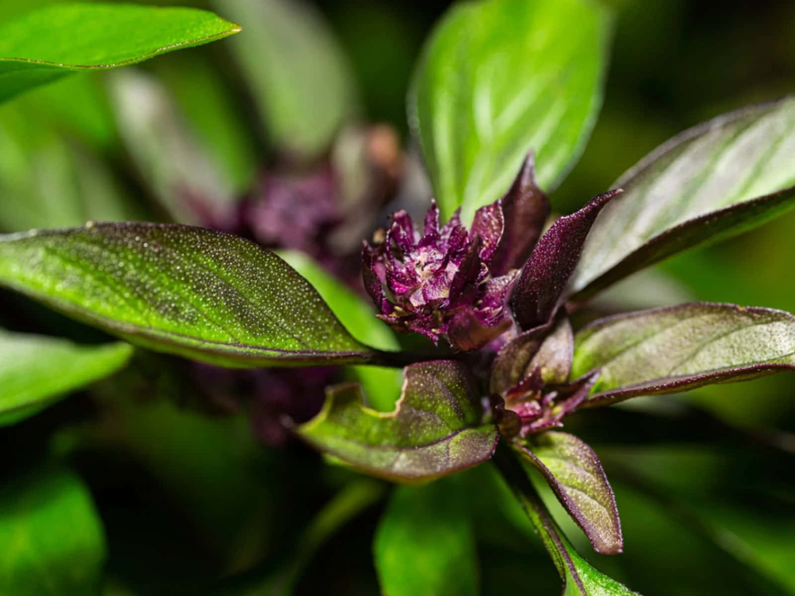 Purple Basil 桌布 壁紙 — 深紫色花簇周圍鮮綠色羅勒葉片帶有露珠的特寫。