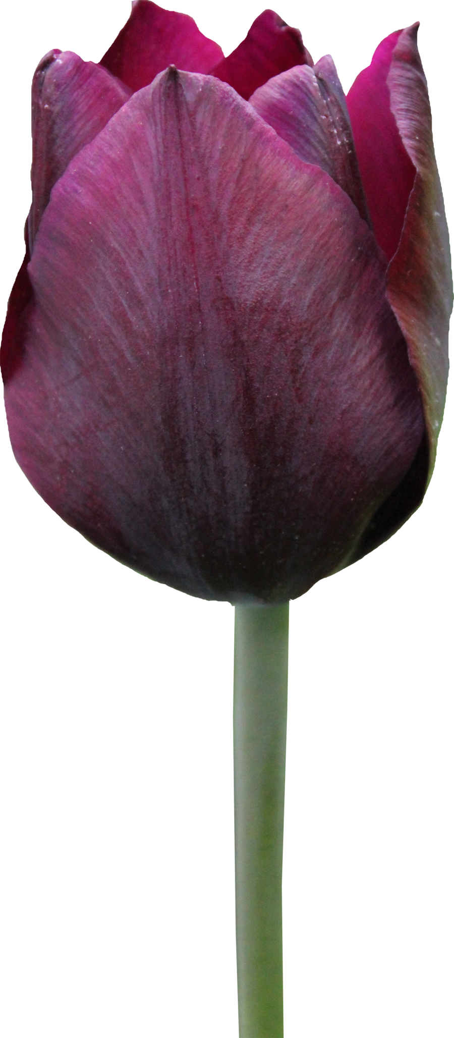 深紫色鬱金香單支 壁紙 — 一朵深紫色鬱金香花蕾，帶有細微脈絡，矗立在純黑背景前。