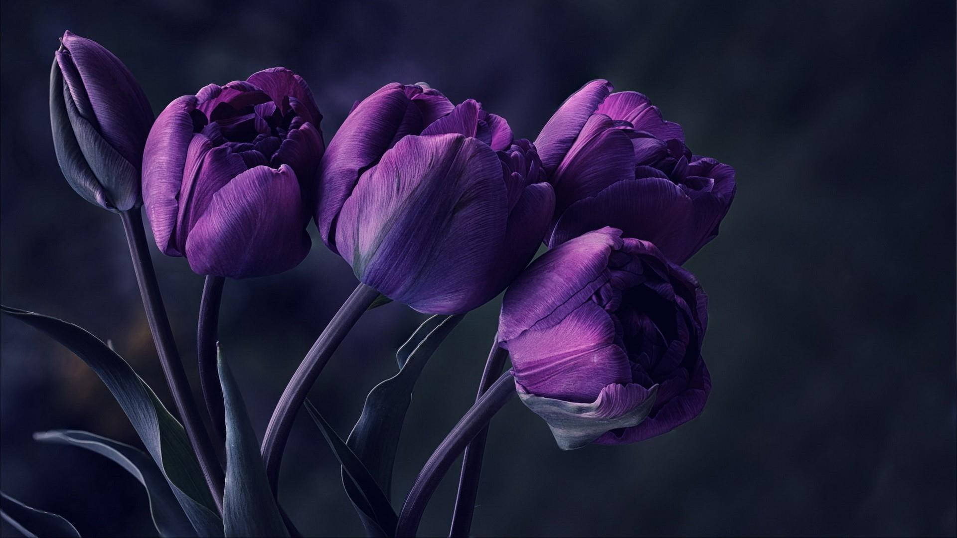 Tulips 桌布 壁紙 — 深紫色鬱金香在天鵝絨般的花瓣中綻放，襯托著陰暗的氛圍背景。