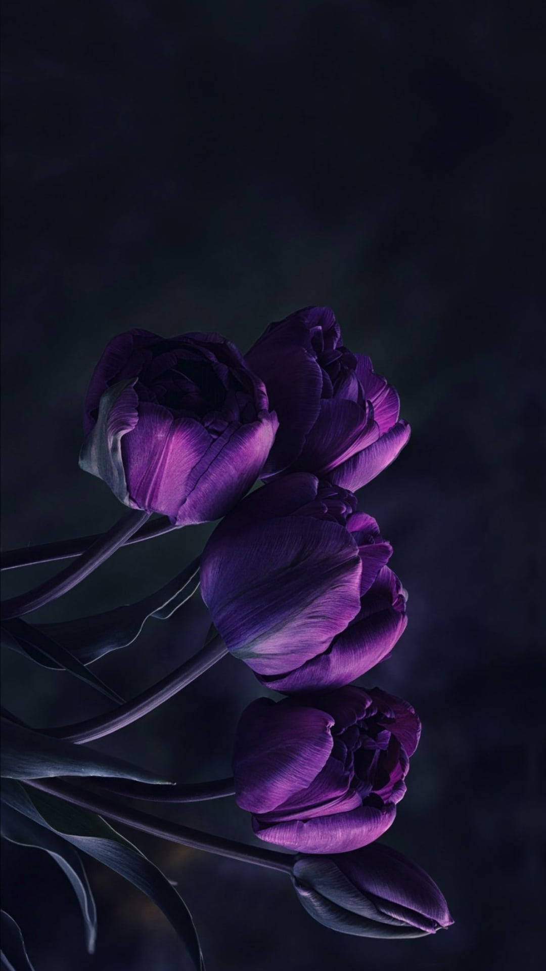 Flowers 桌布 壁紙 — 深紫色鬱金香在陰暗的背景下綻放，柔和的光線突顯其天鵝絨般的花瓣。