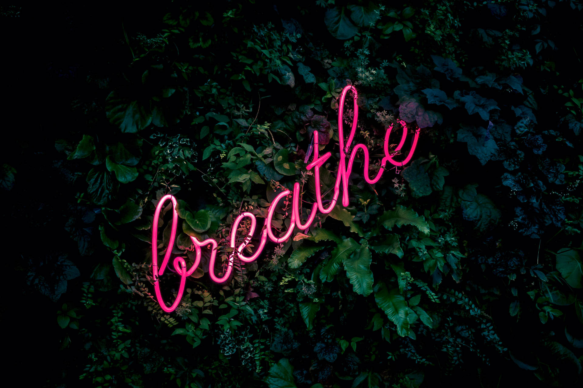 粉紅色霓虹燈牌寫著 breathe，夜晚被深綠色樹葉包圍。 — 酷 壁紙