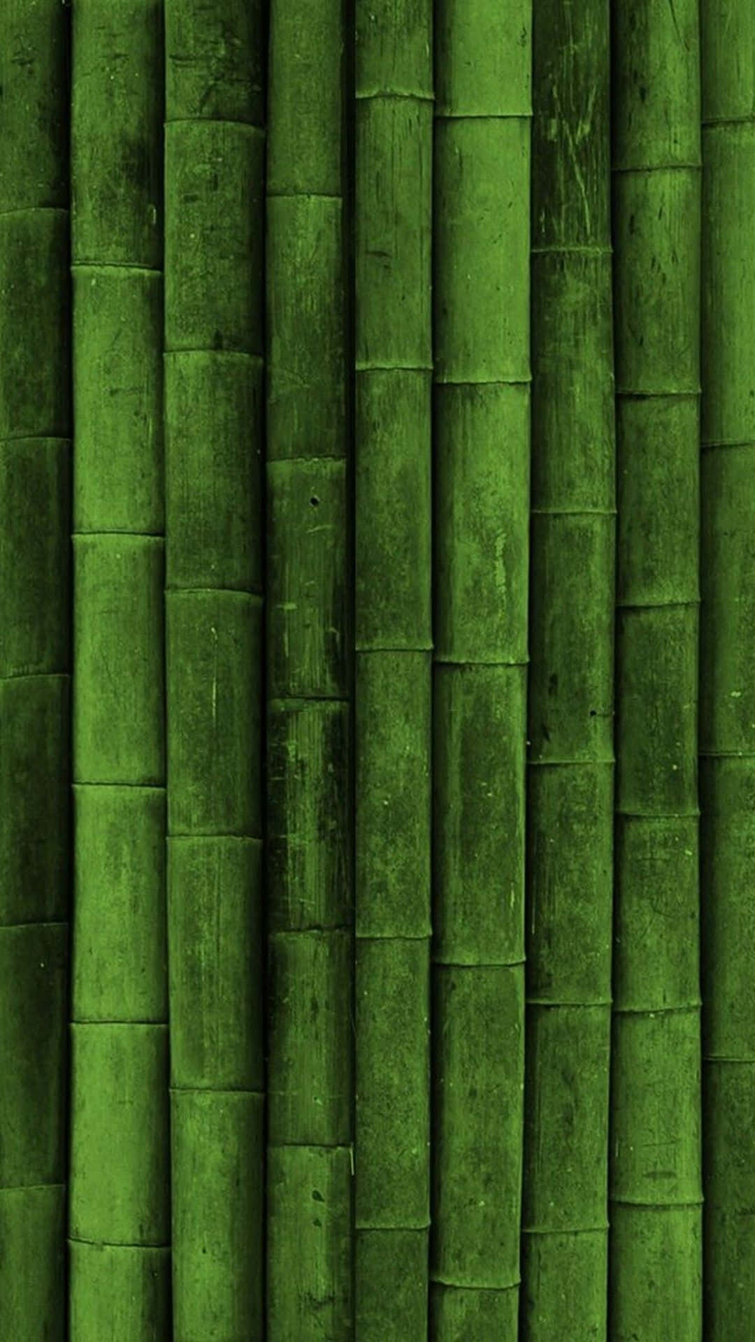 綠色竹莖的特寫，可見節和自然紋理。