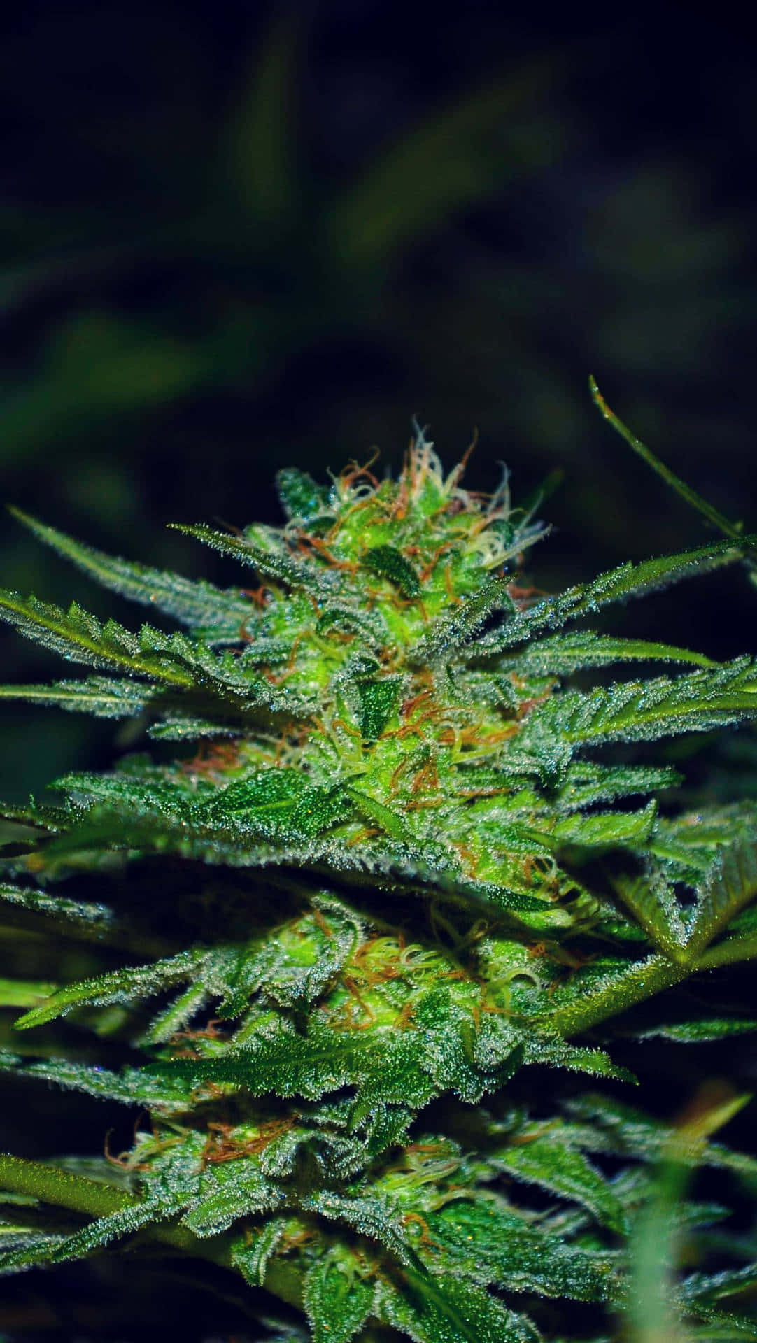 大麻植物的詳細視圖，帶有綠葉和橙色雌蕊。