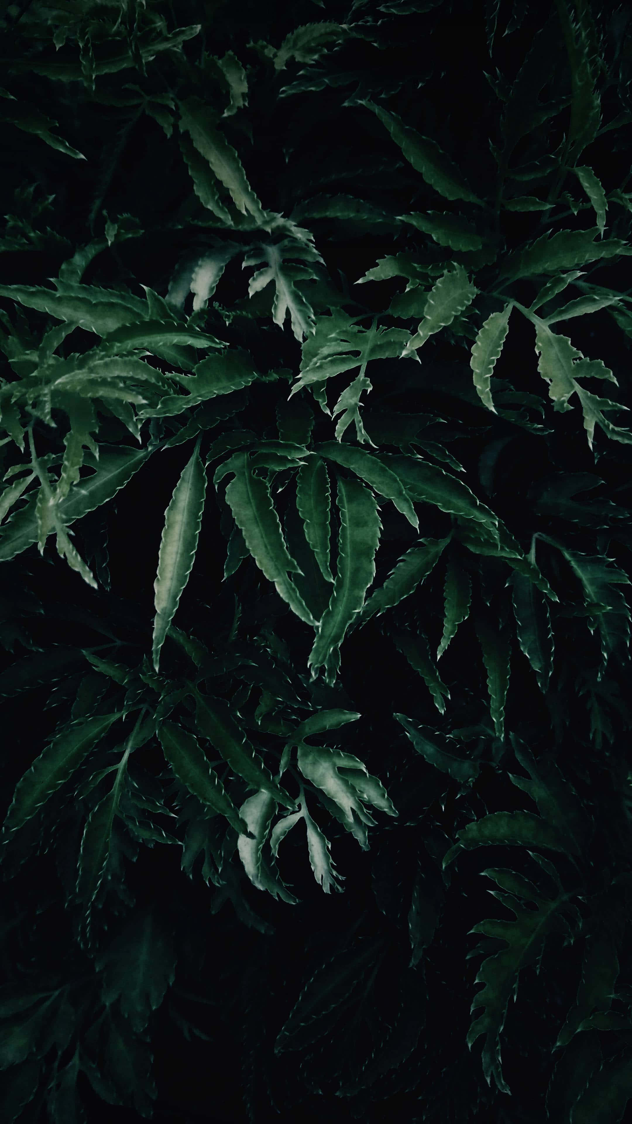 綠色電話 桌布 壁紙 — 深綠色帶刺的葉子，邊緣呈鋸齒狀，在黑色背景上隱約發光，營造出陰鬱的特寫效果。