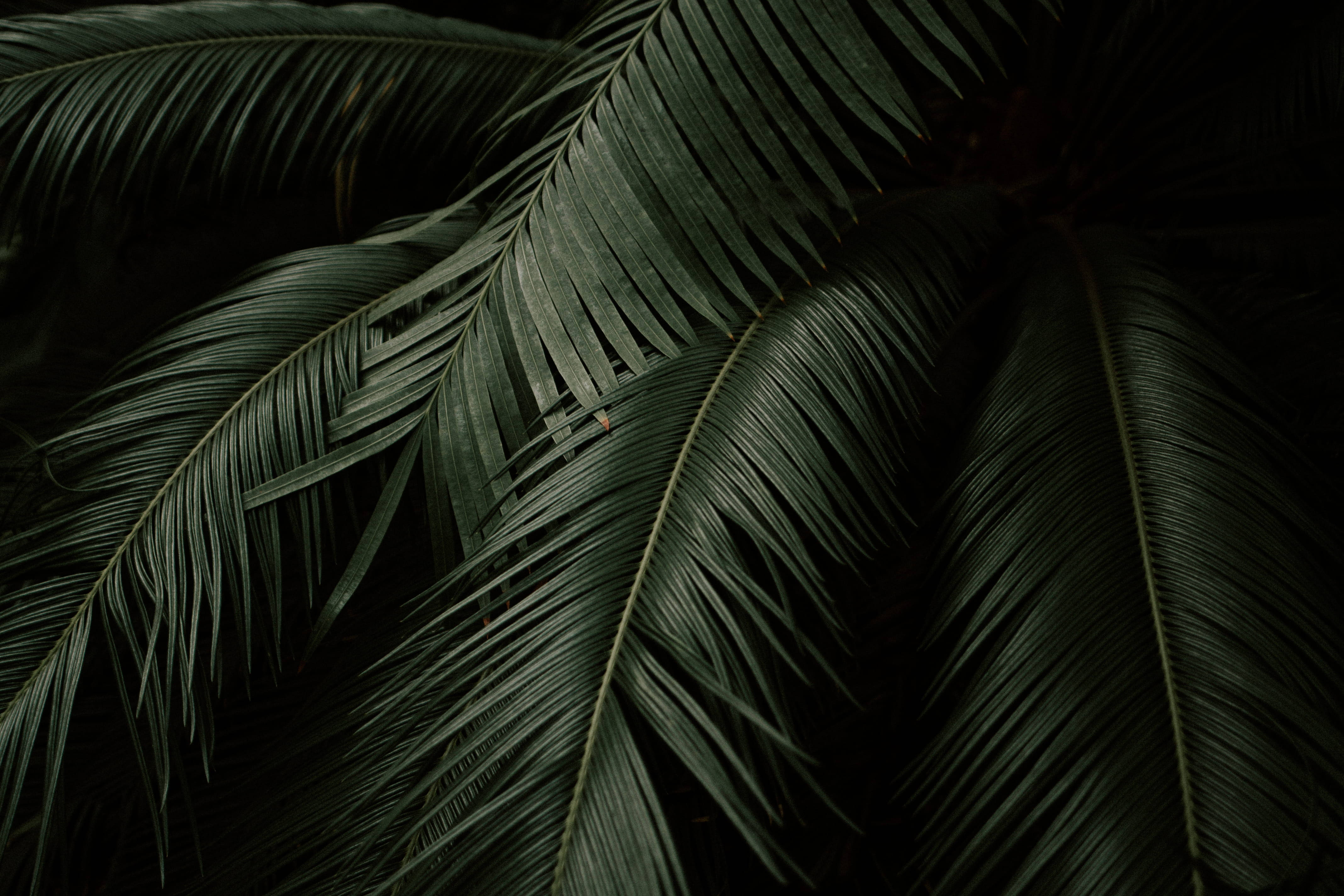 Plant 4K 桌布 壁紙 — 深綠色棕櫚葉重疊，營造出陰鬱的特寫鏡頭，帶有戲劇性的陰影和微妙的高光。