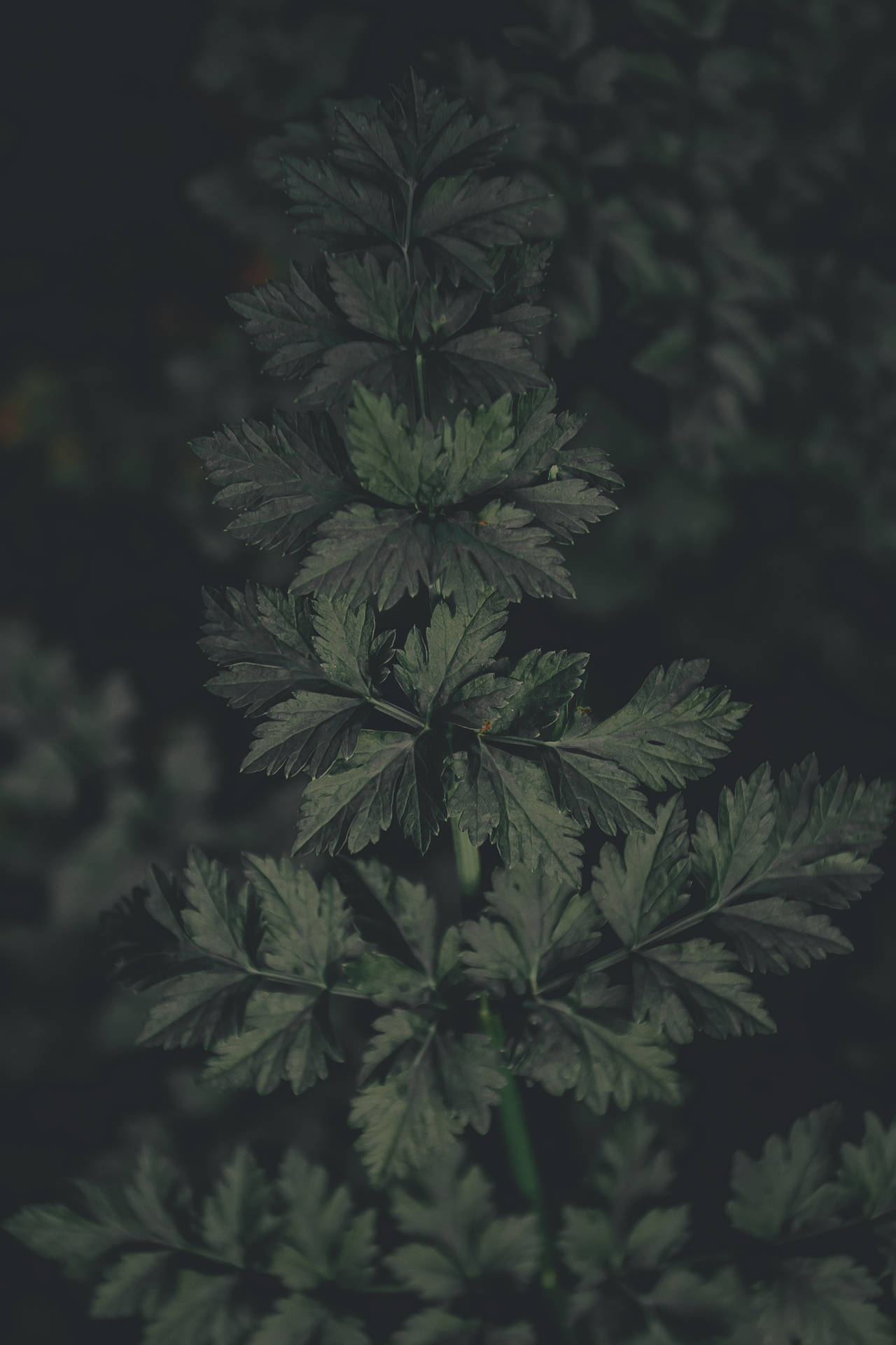 深綠色多葉植物莖幹，背景模糊。