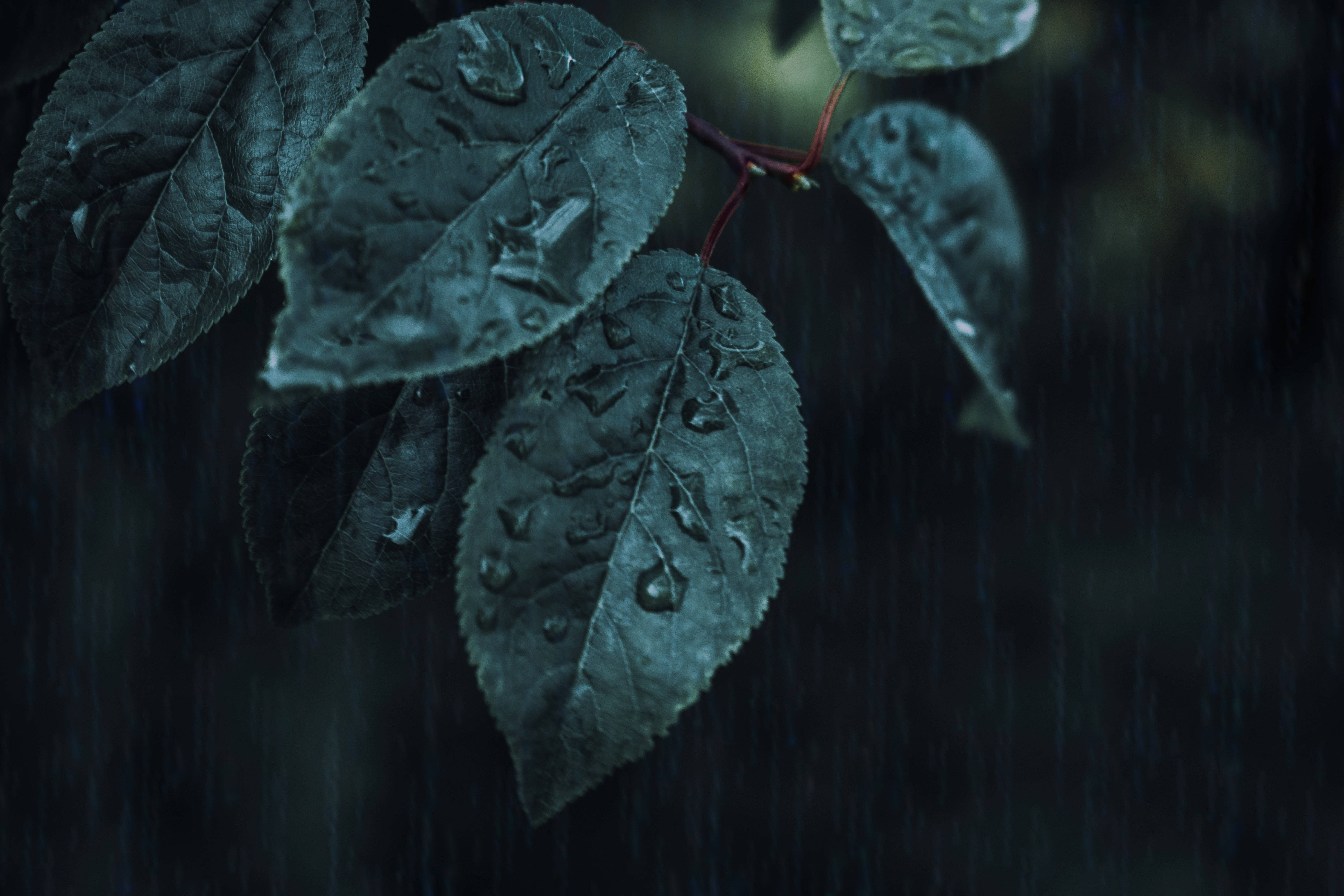 Wet 桌布 壁紙 — 深綠色葉子在模糊的雨景背景下閃爍著雨滴，呈現清涼的藍色調。