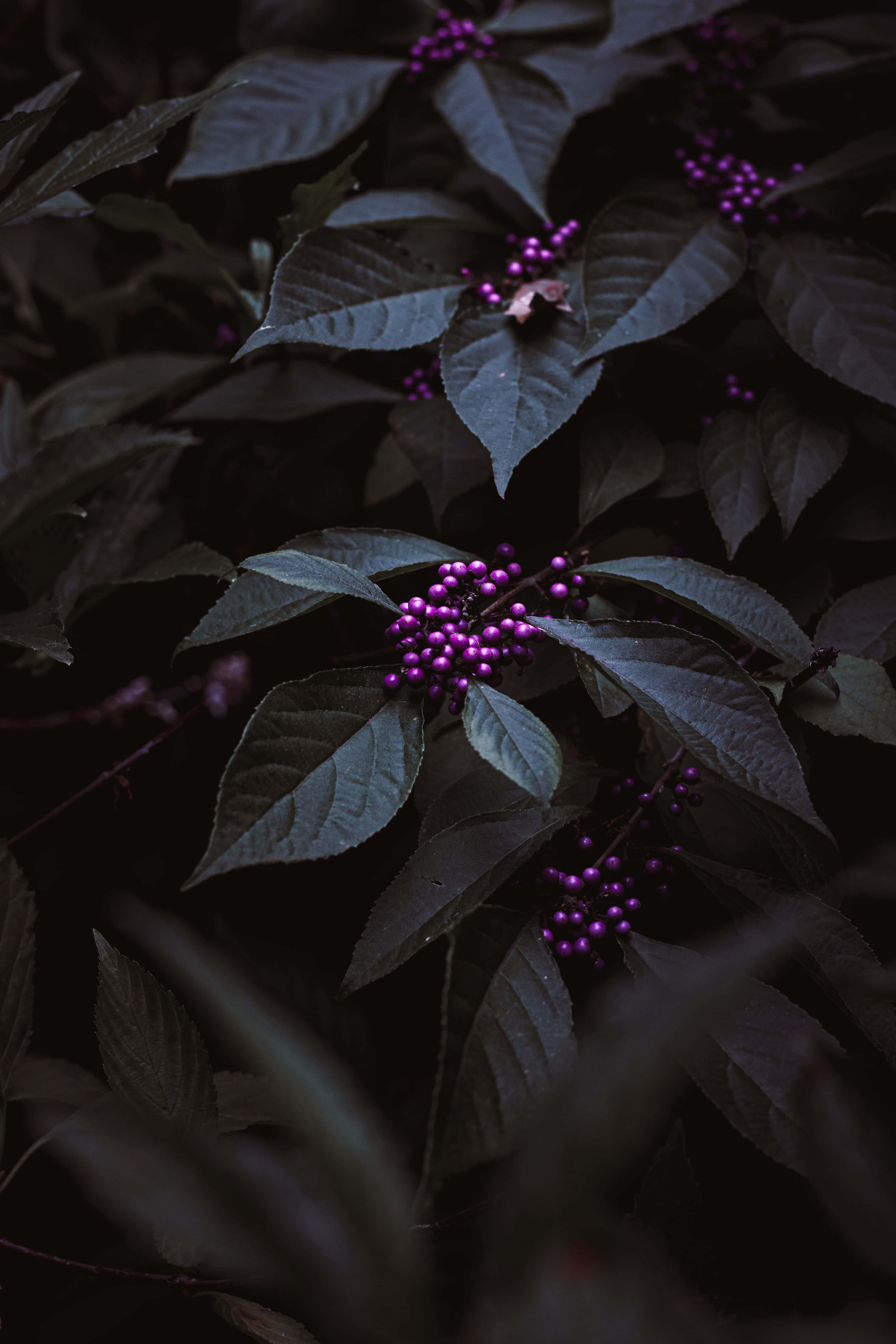 Purple Berries 桌布 壁紙 — 深綠色葉子托著一串串鮮豔的紫色漿果，呈現陰鬱、陰影的植物特寫。