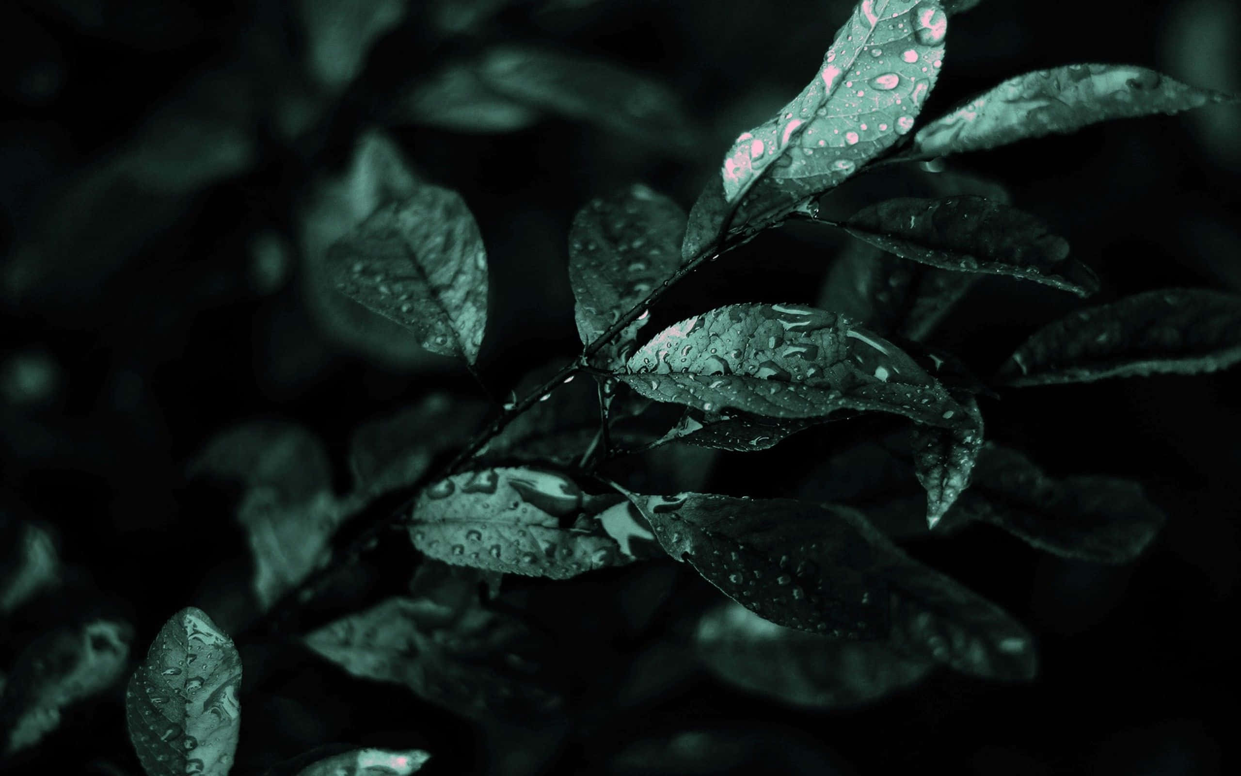 Dark Nature 桌布 壁紙 — 深綠色葉片在陰暗燈光下閃爍著雨滴，其中一片葉子上有細微的粉紅色斑點。