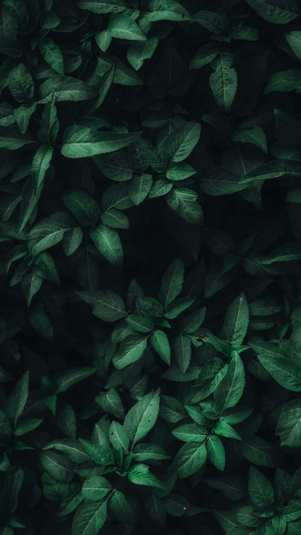 Green Phone 桌布 壁紙 — 深綠色葉片密集交織，細微高光營造出豐富紋理的自然圖案。
