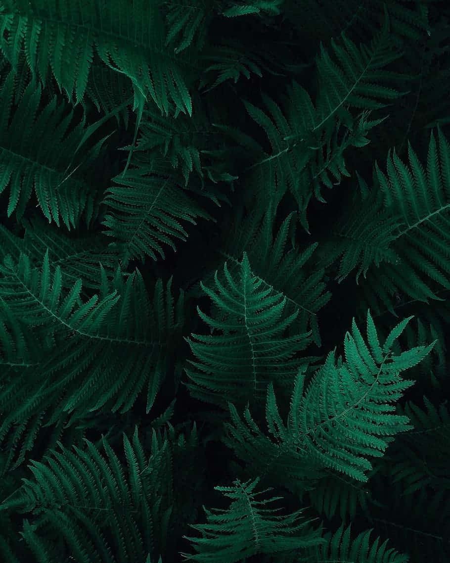 綠色電話 桌布 壁紙 — 深綠色蕨類葉片層層疊疊，形成一片茂密的掛毯，襯托著黑暗陰影的背景。