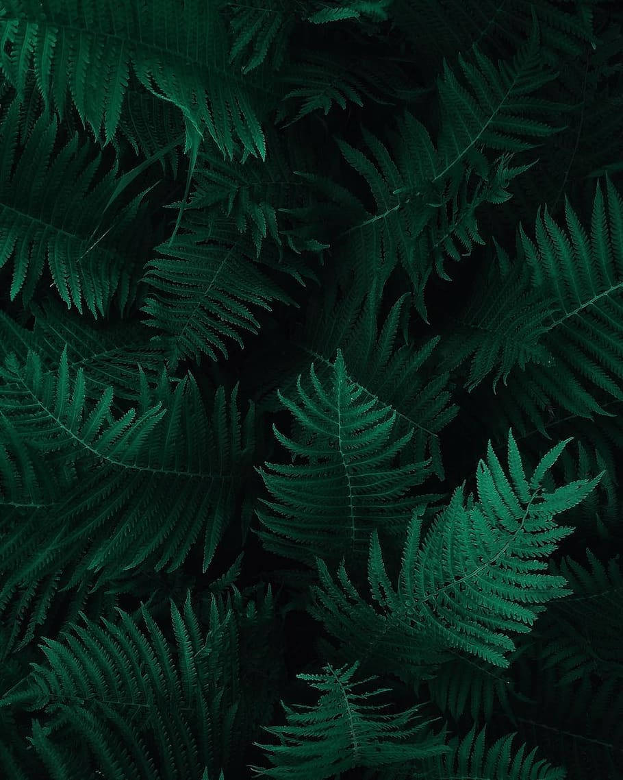 深綠色蕨葉在濃密樹葉中重疊的特寫。