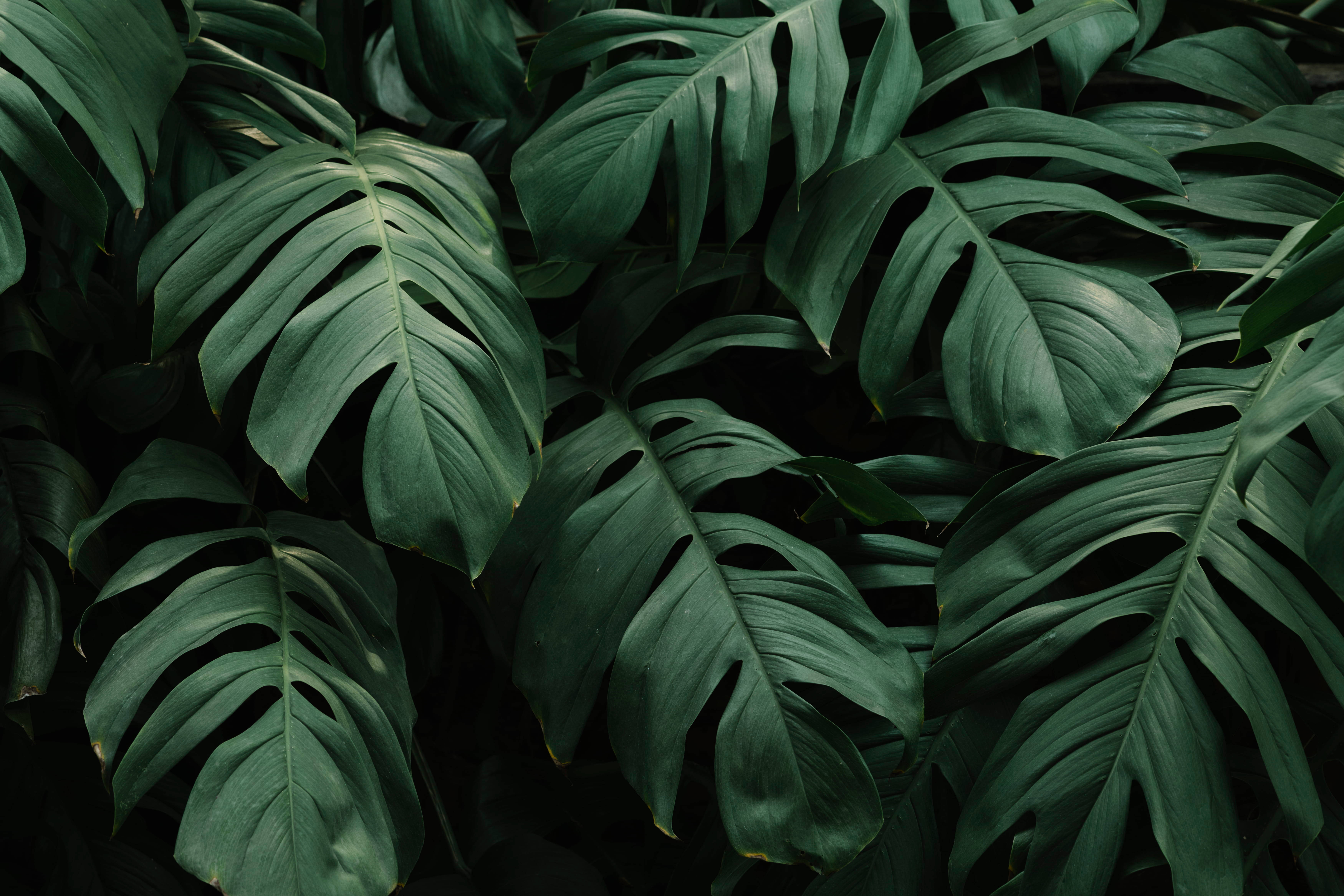 植物美學 桌布 壁紙 — 深綠色調的茂密龜背竹葉片，營造出帶有戲劇性陰影和豐富紋理的密集熱帶樹冠。