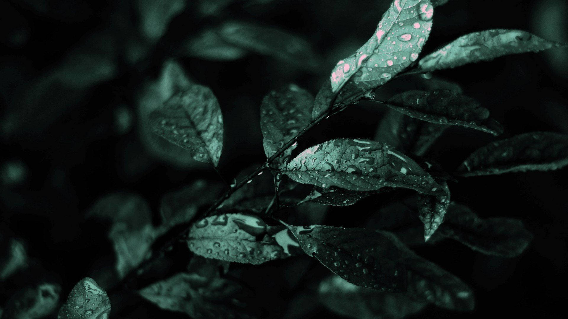 潮濕葉片的特寫，雨滴在昏暗燈光下發光。