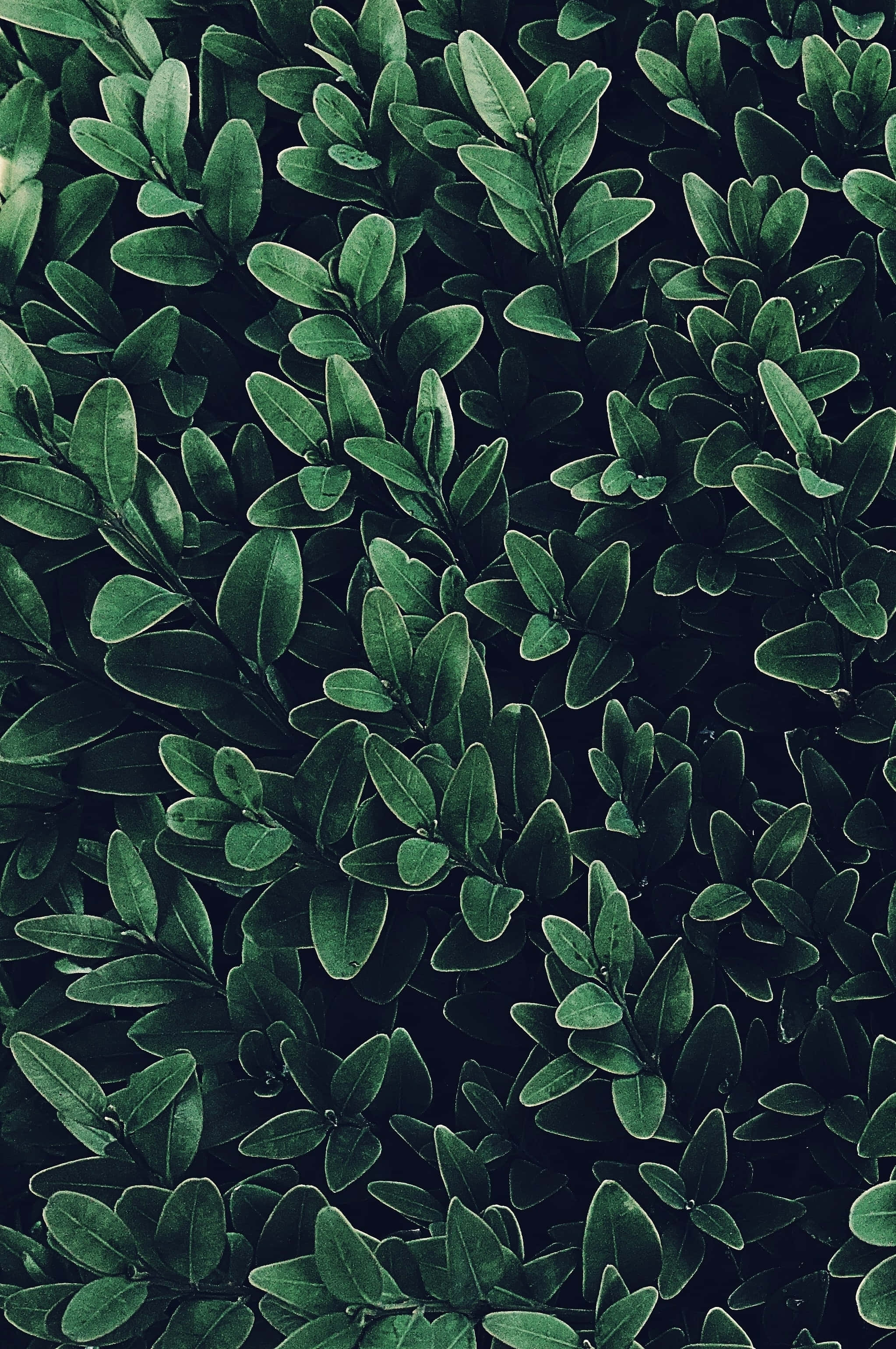 Green Plant 桌布 壁紙 — 深綠色黃楊樹葉的密集特寫，帶有細微高光，營造出豐富的紋理圖案。