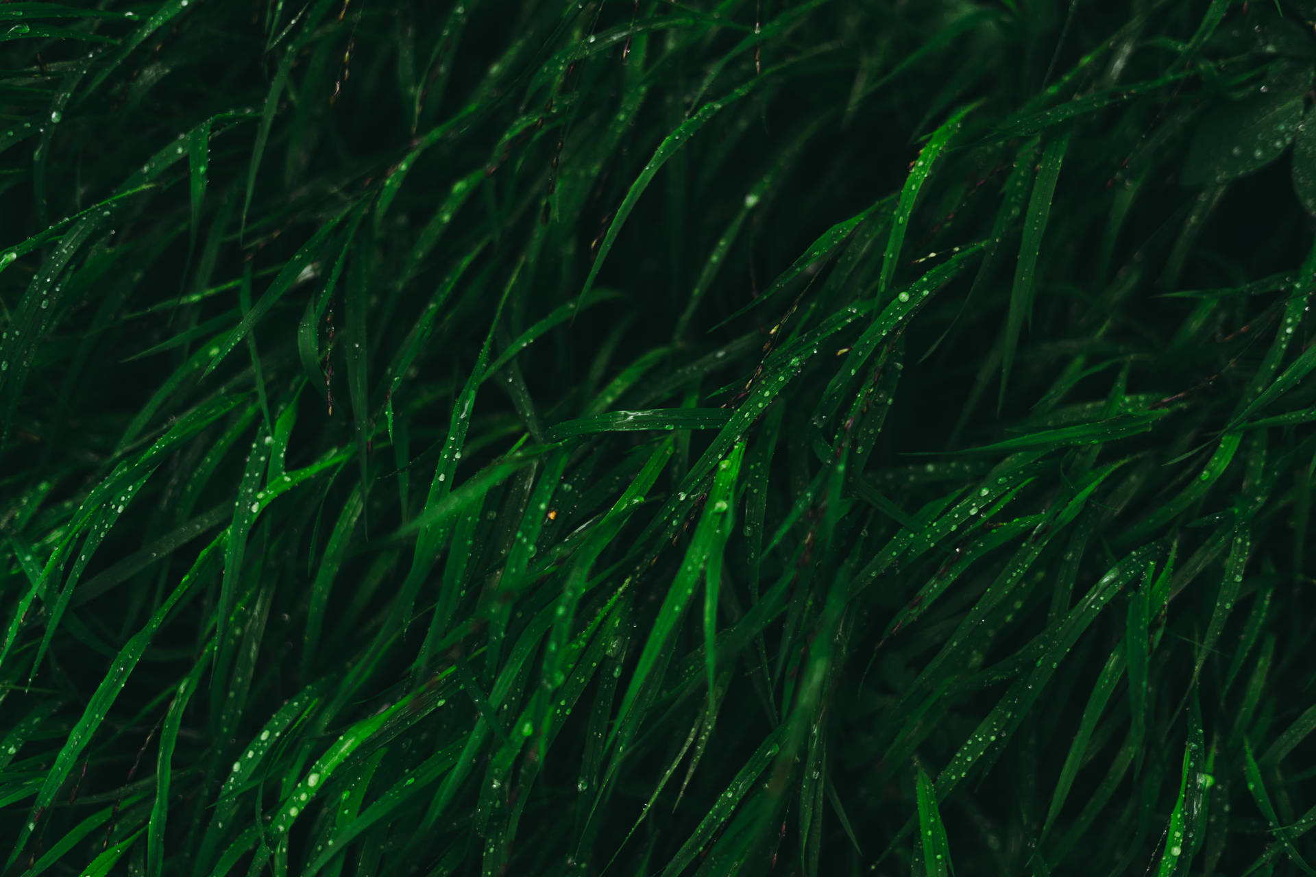 自然光下鮮綠草葉上閃爍的露珠。