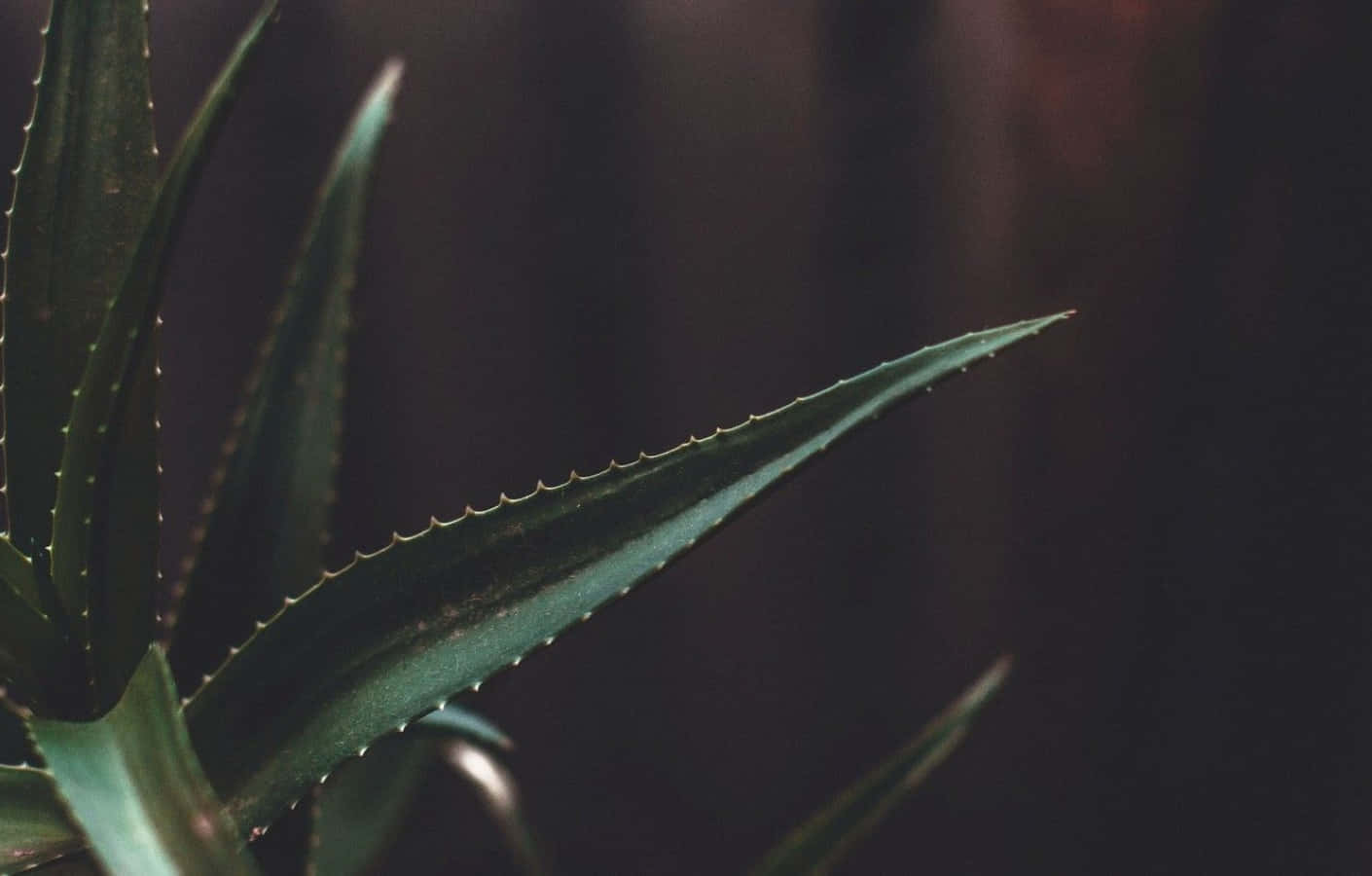 深色多肉植物葉片極簡植物桌面 壁紙 — 特寫：帶有鋸齒邊緣的多刺蘆薈葉子，背景為深色模糊。