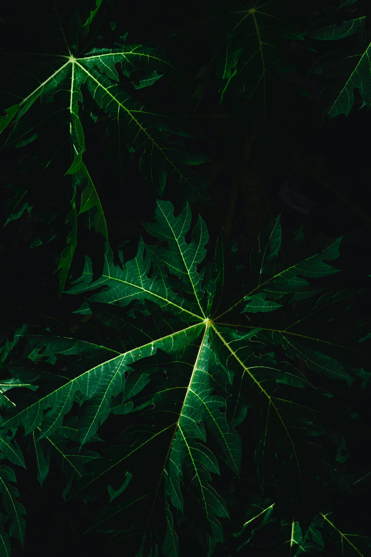 特寫發光的綠色木瓜葉，葉脈在黑色背景下發亮。