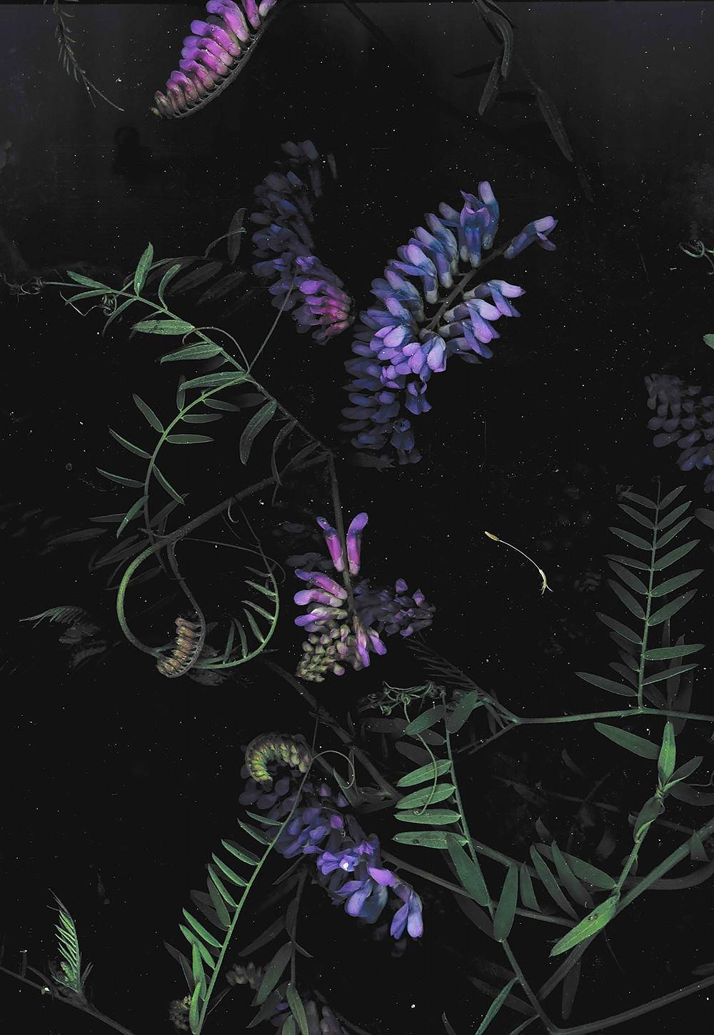 深色手機紫花 壁紙 — 紫色野豌豆花和綠色莖在深黑色背景上漂浮，宛如天界植物。