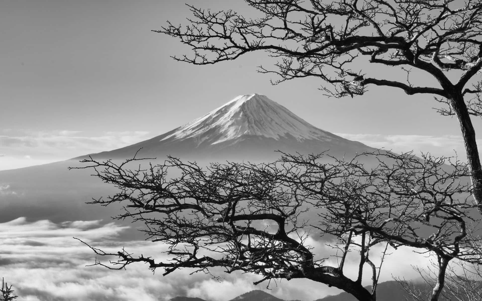 透過光禿的樹枝看到富士山在雲海之上
