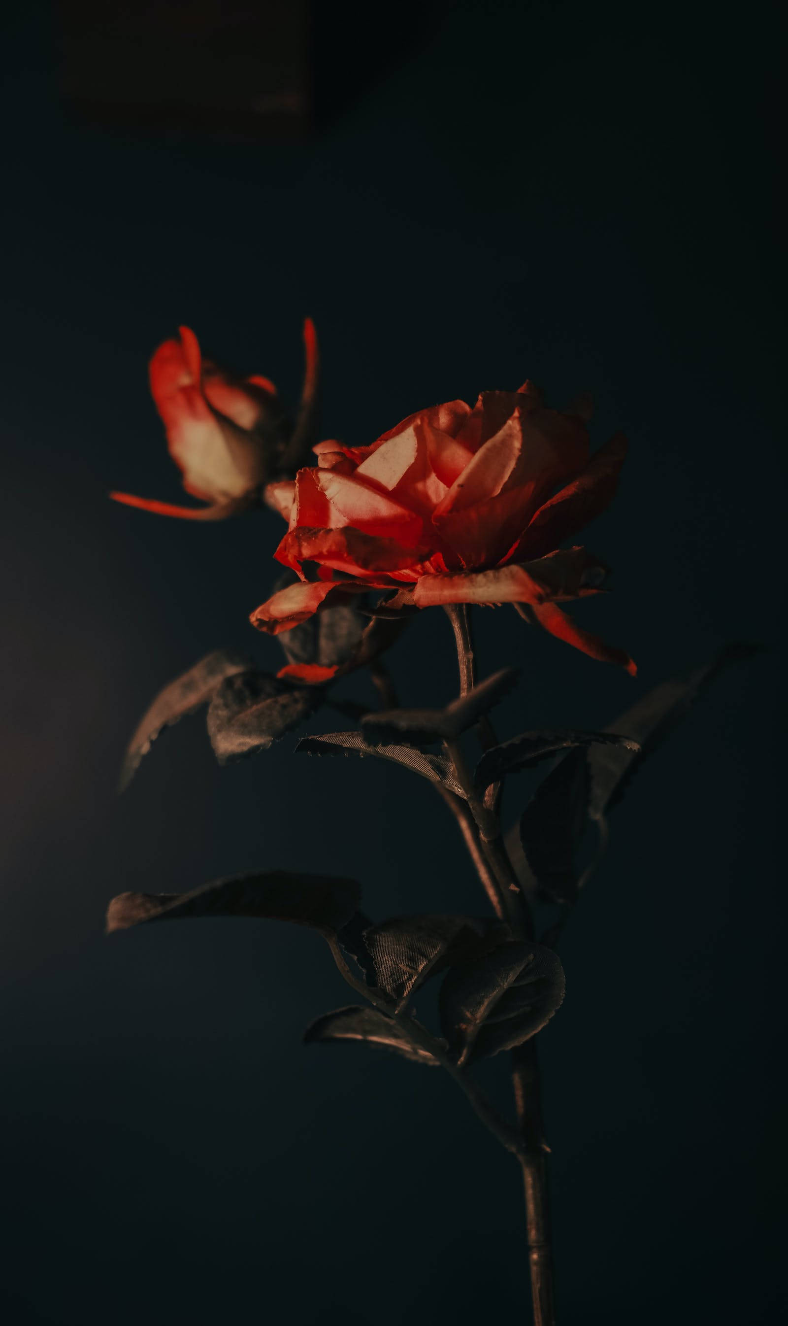 深色時尚玫瑰 iPhone 壁紙 — 一朵帶有凋謝花瓣和深色葉子的紅玫瑰，在深邃陰暗的背景中脫穎而出。
