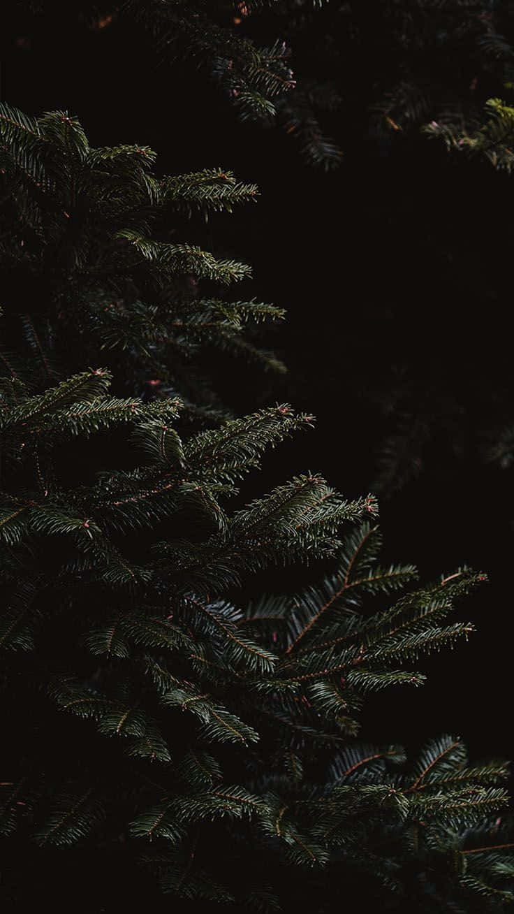 Dark Christmas 桌布 壁紙 — 深色松樹枝條帶有深綠色針葉，在黑色背景前以陰鬱的特寫突出顯示。