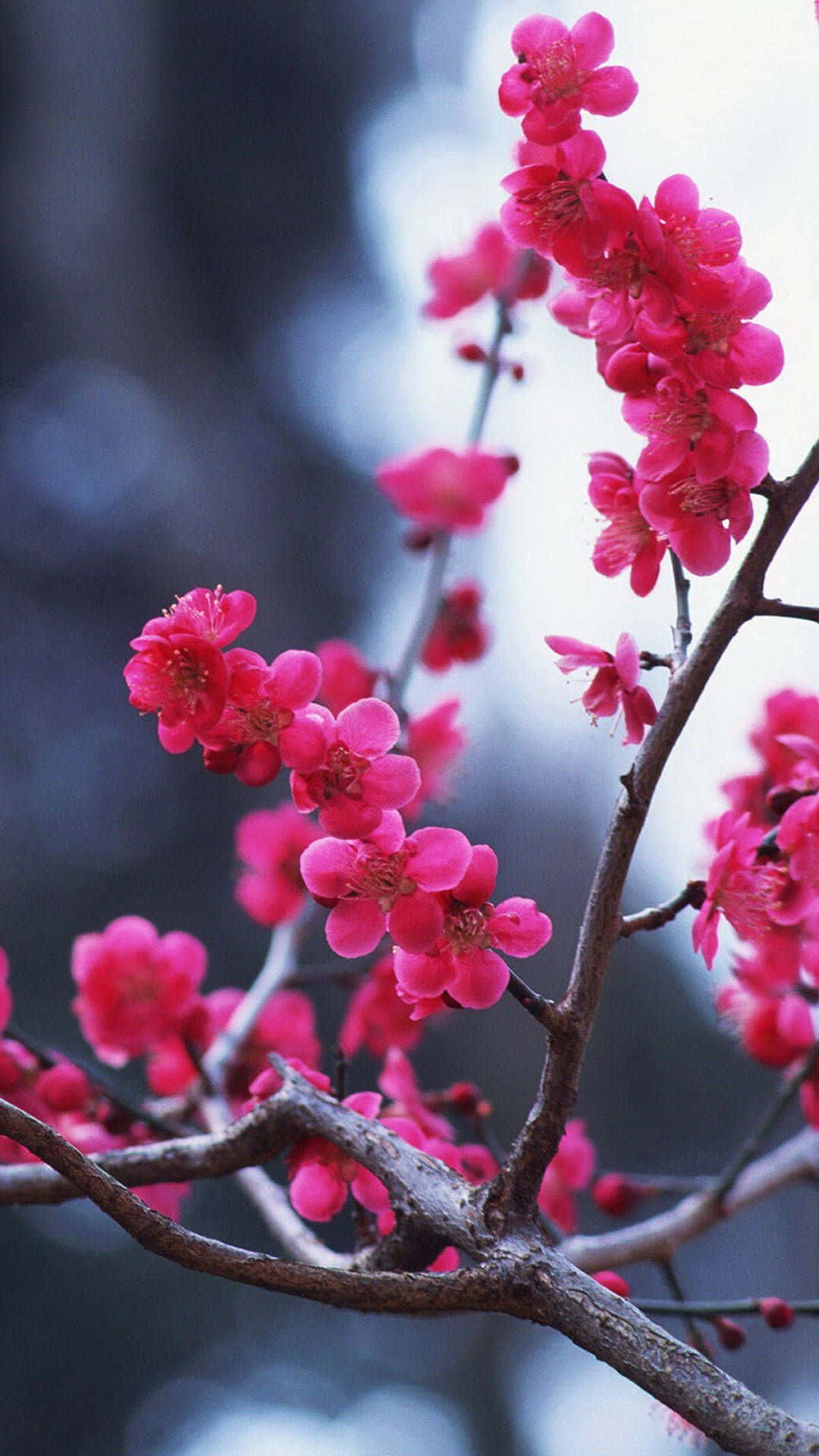 光禿樹枝上的粉紅色花朵，柔和模糊背景。