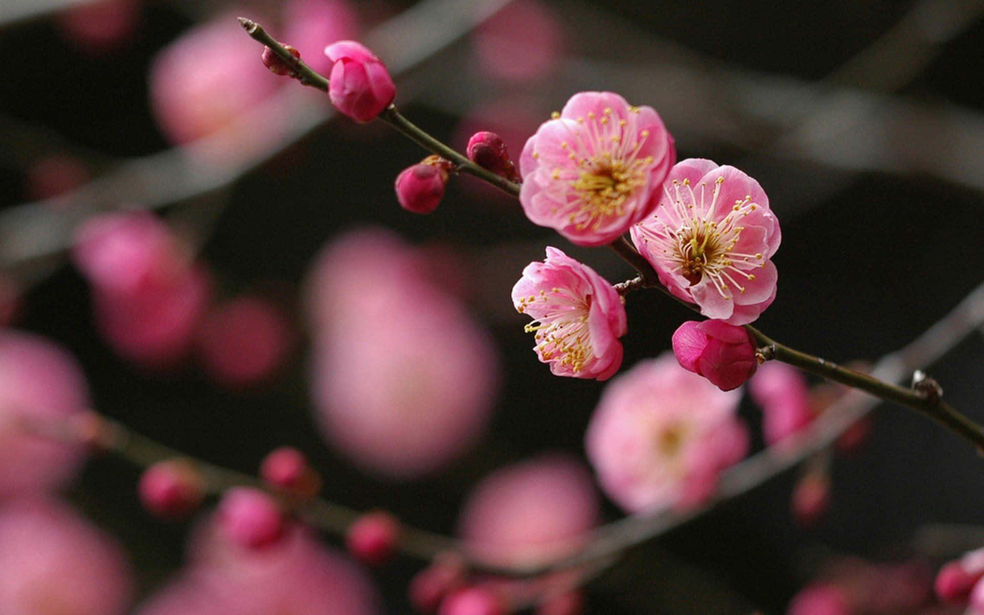 粉紅梅花在樹枝上，背景柔和模糊。