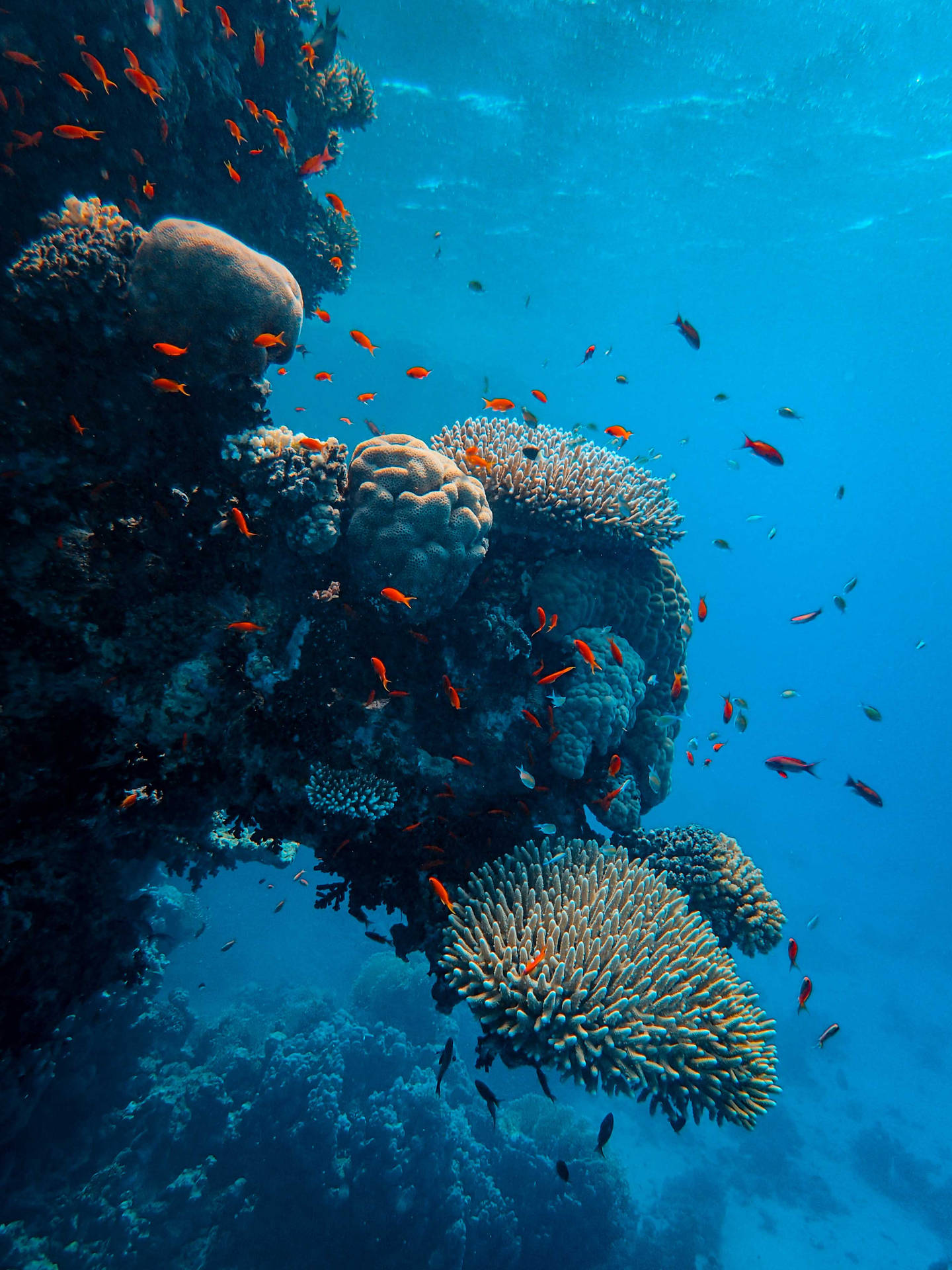 海底珊瑚礁充滿了橙色魚類和多樣的珊瑚結構。