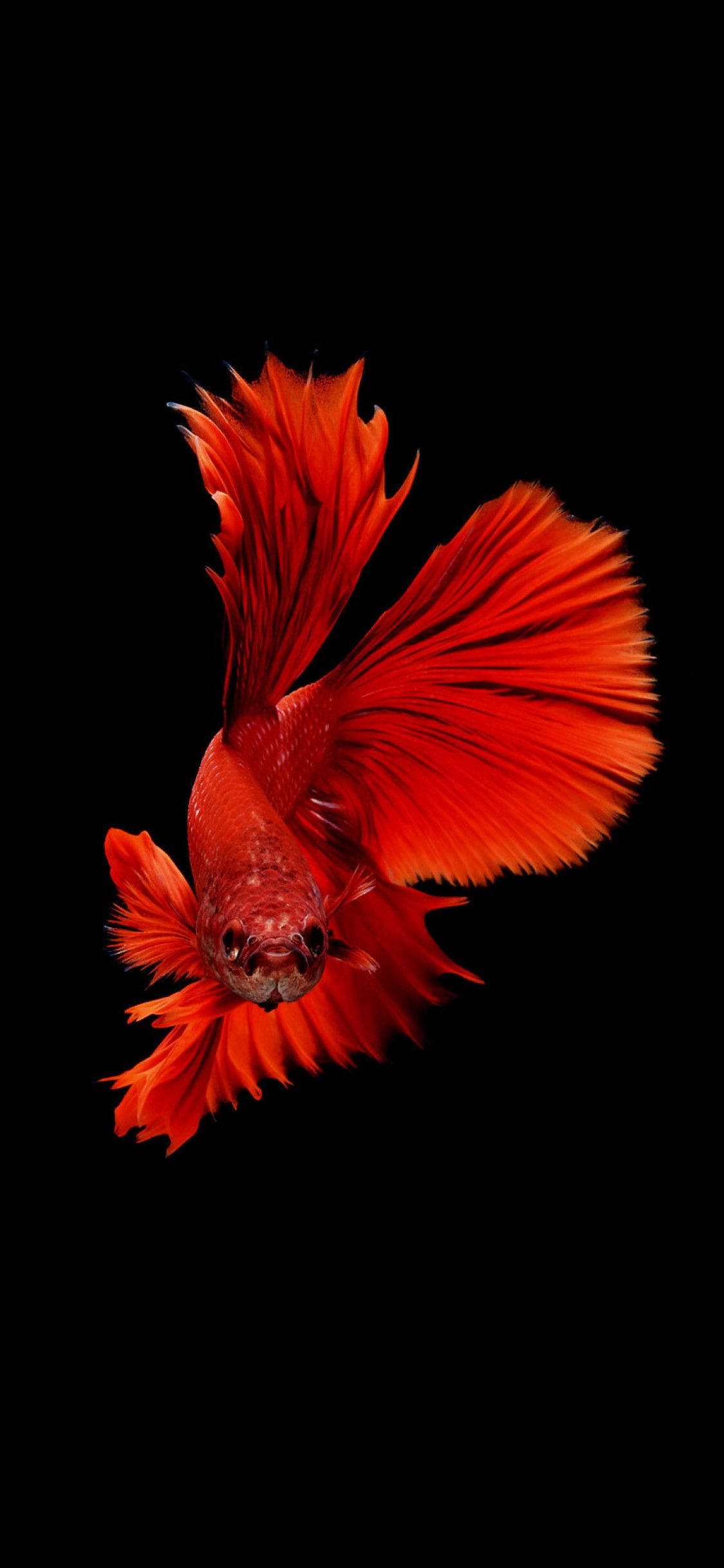 深色背景下的紅色暹羅鬥魚 壁紙 — 一條鮮紅色的鬥魚，帶有流動的魚鰭，在純黑色背景下游泳。
