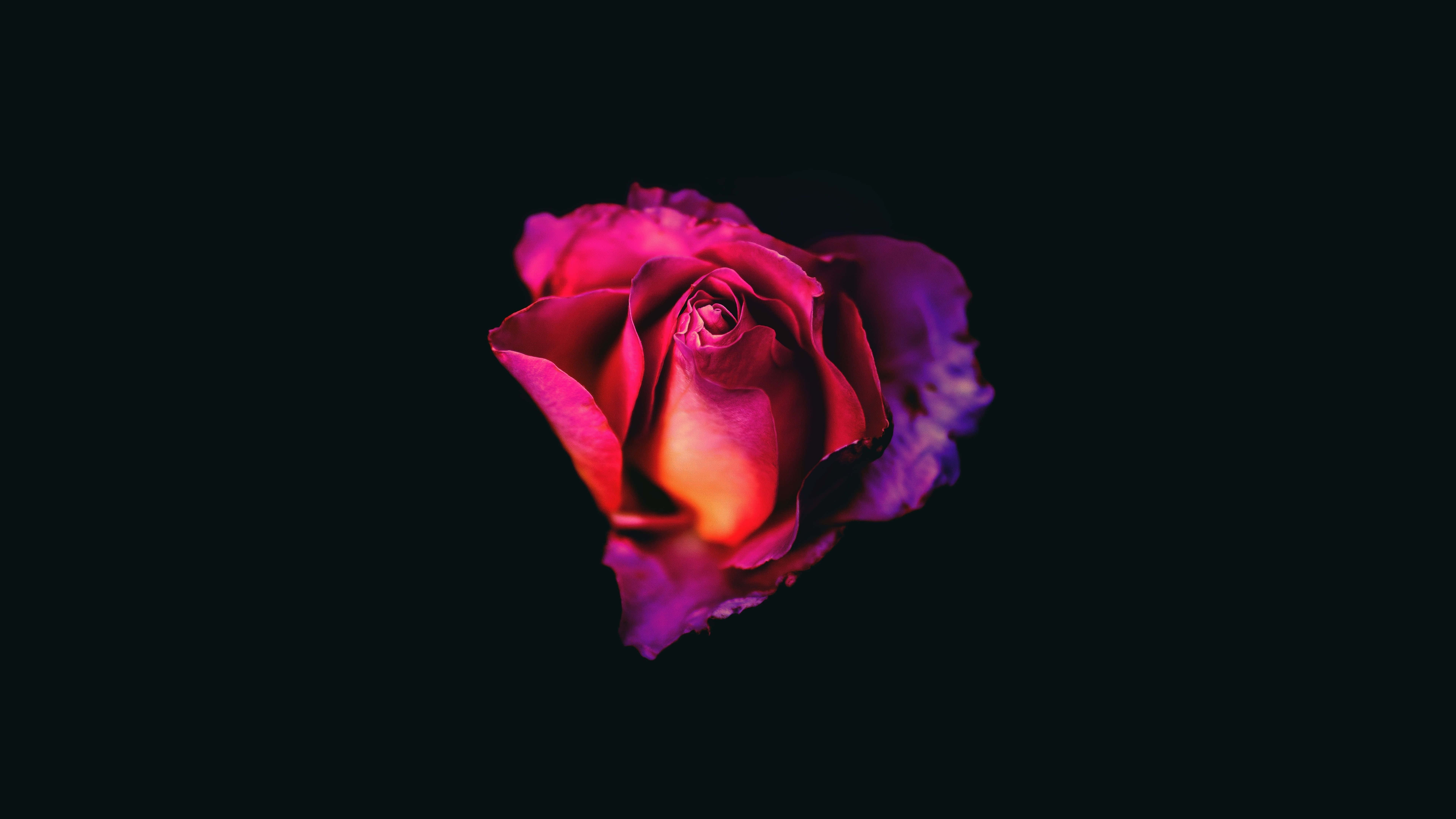 深色背景下的紫色玫瑰 OLED 高畫質背景 壁紙 — 一朵帶有洋紅色和橙色色調的單一玫瑰在深黑色背景上發光。