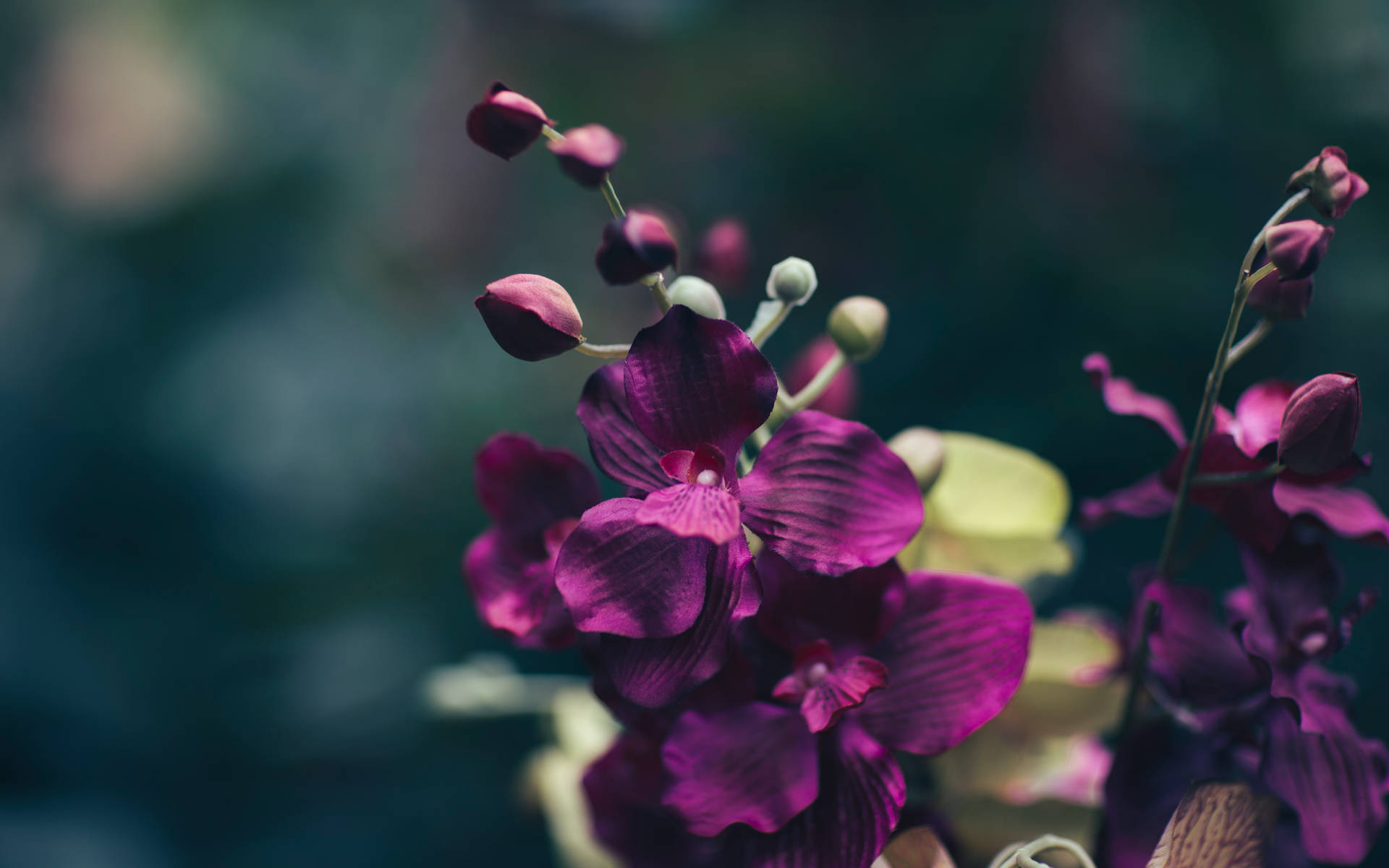 紫色蘭花特寫，帶有花蕾，背景柔和模糊。 — 深色花卉 壁紙