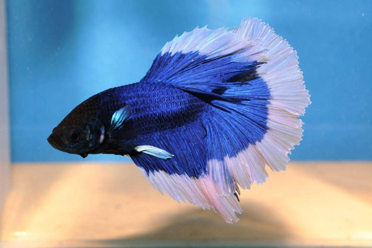 一條在水族箱中游動的藍白相間鬥魚。
