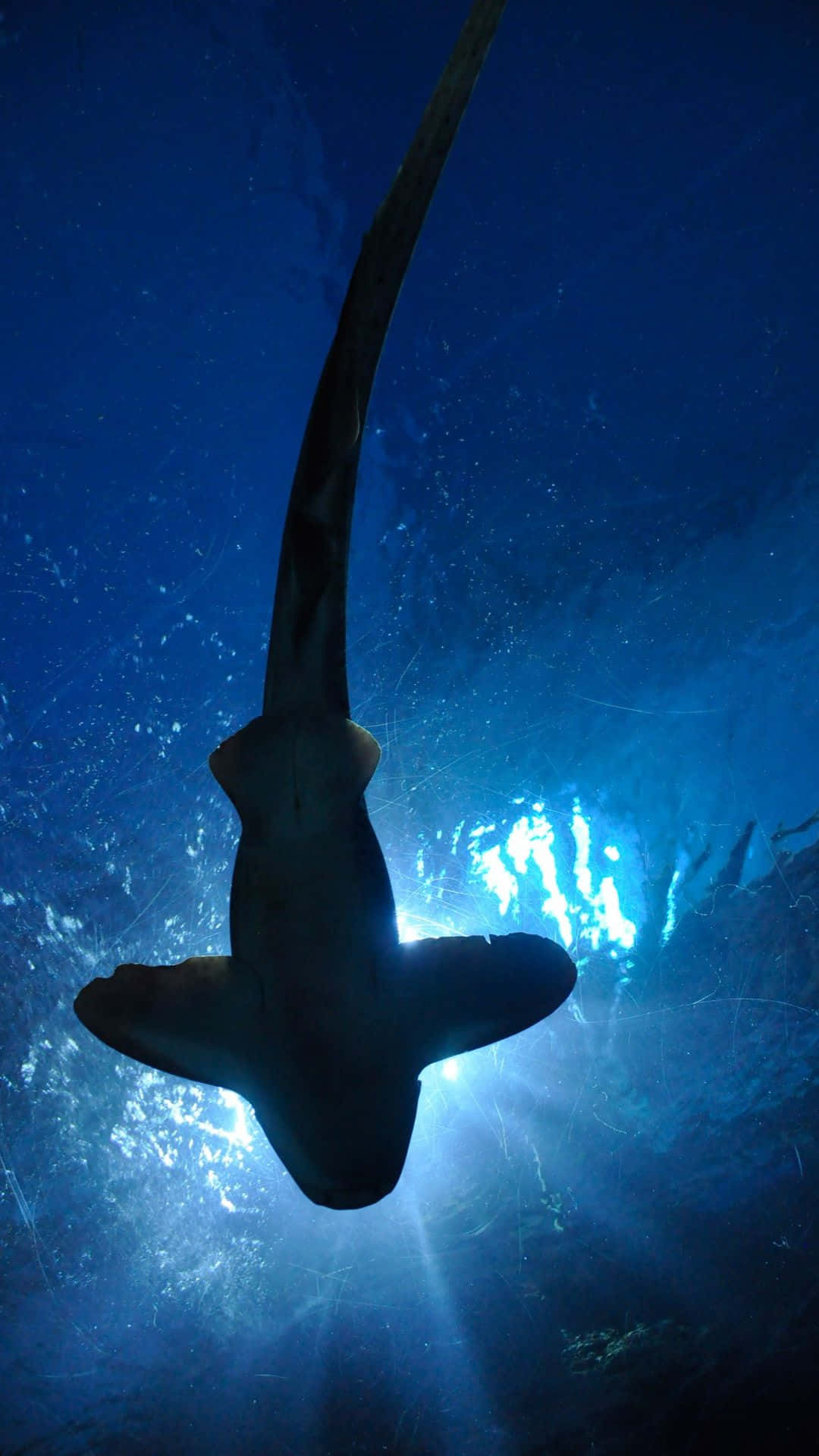 一條鯊魚在藍色燈光的水族箱中游泳。