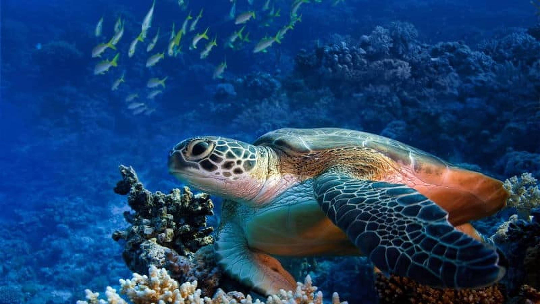 深藍海中的海龜 壁紙 — 一隻綠海龜優雅地滑過色彩繽紛的珊瑚礁，一群黃色魚在深藍色海洋中游過頭頂。